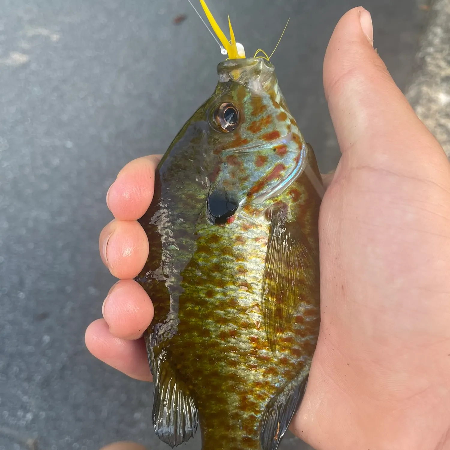 Pumpkingill hybrid caught on Fishbrain