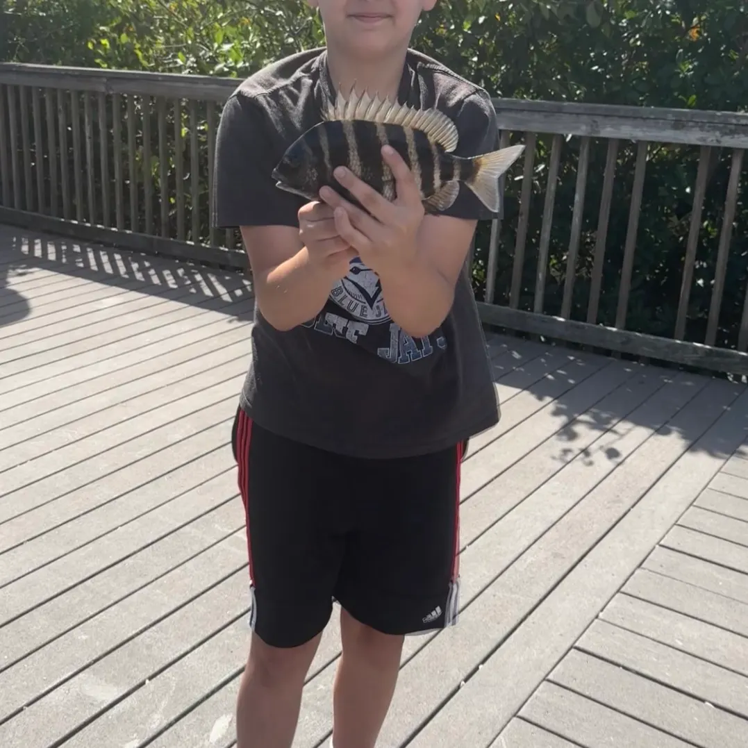 The most recent Sheepshead catches on Fishbrain