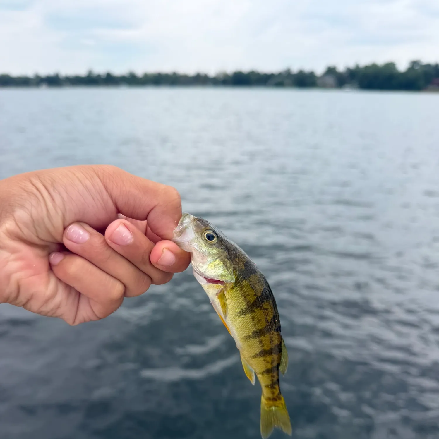 Yellow perch caught on Fishbrain