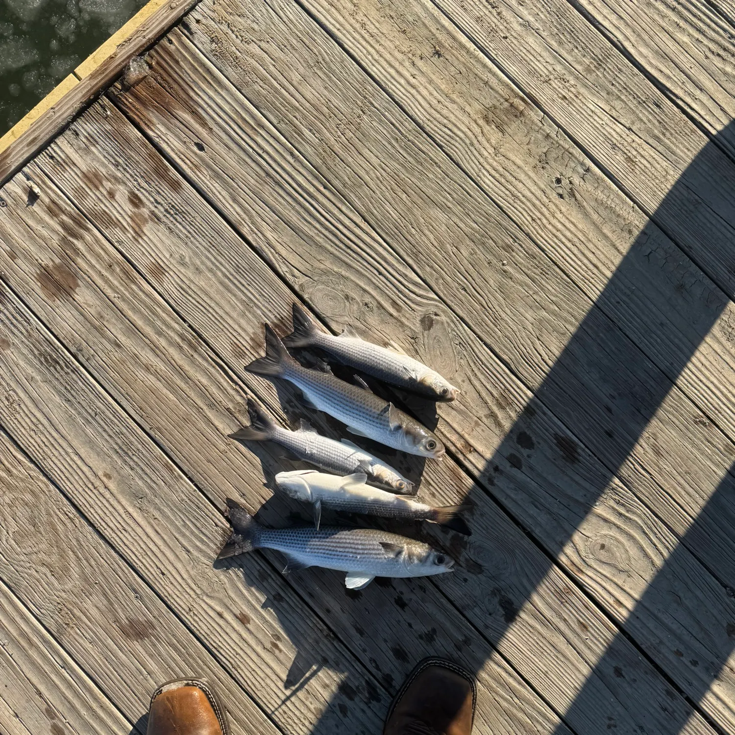 The most recent Striped mullet catches on Fishbrain