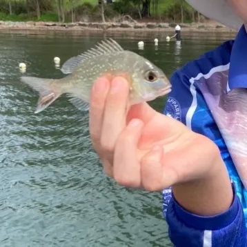 Australasian snapper caught on Fishbrain