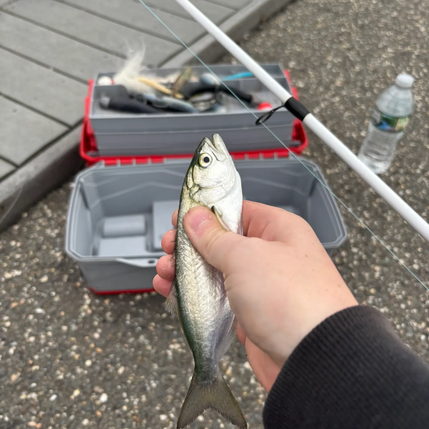 Bluefish caught on Fishbrain