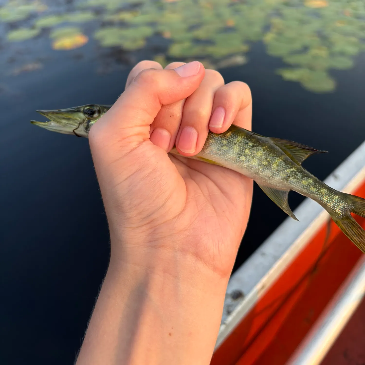 Grass pickerel caught on Fishbrain