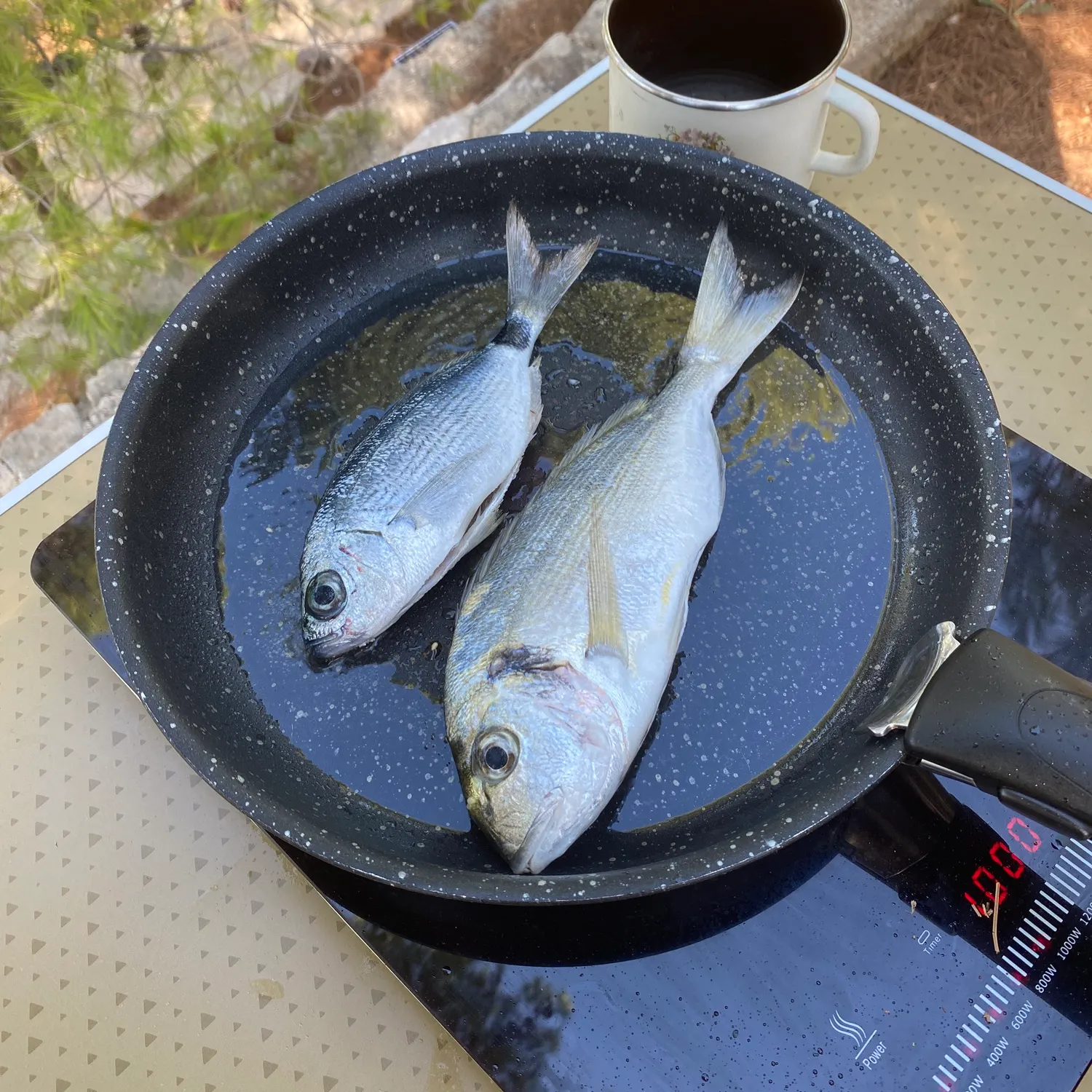 The most recent White seabream catches on Fishbrain