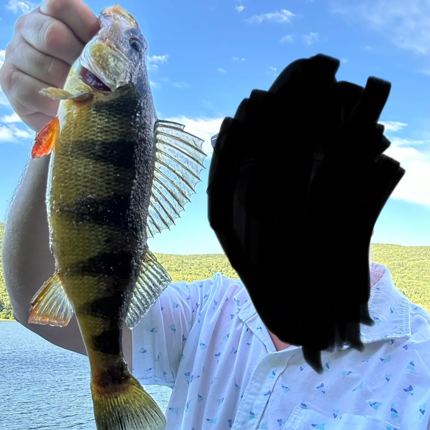 Yellow perch caught on Fishbrain