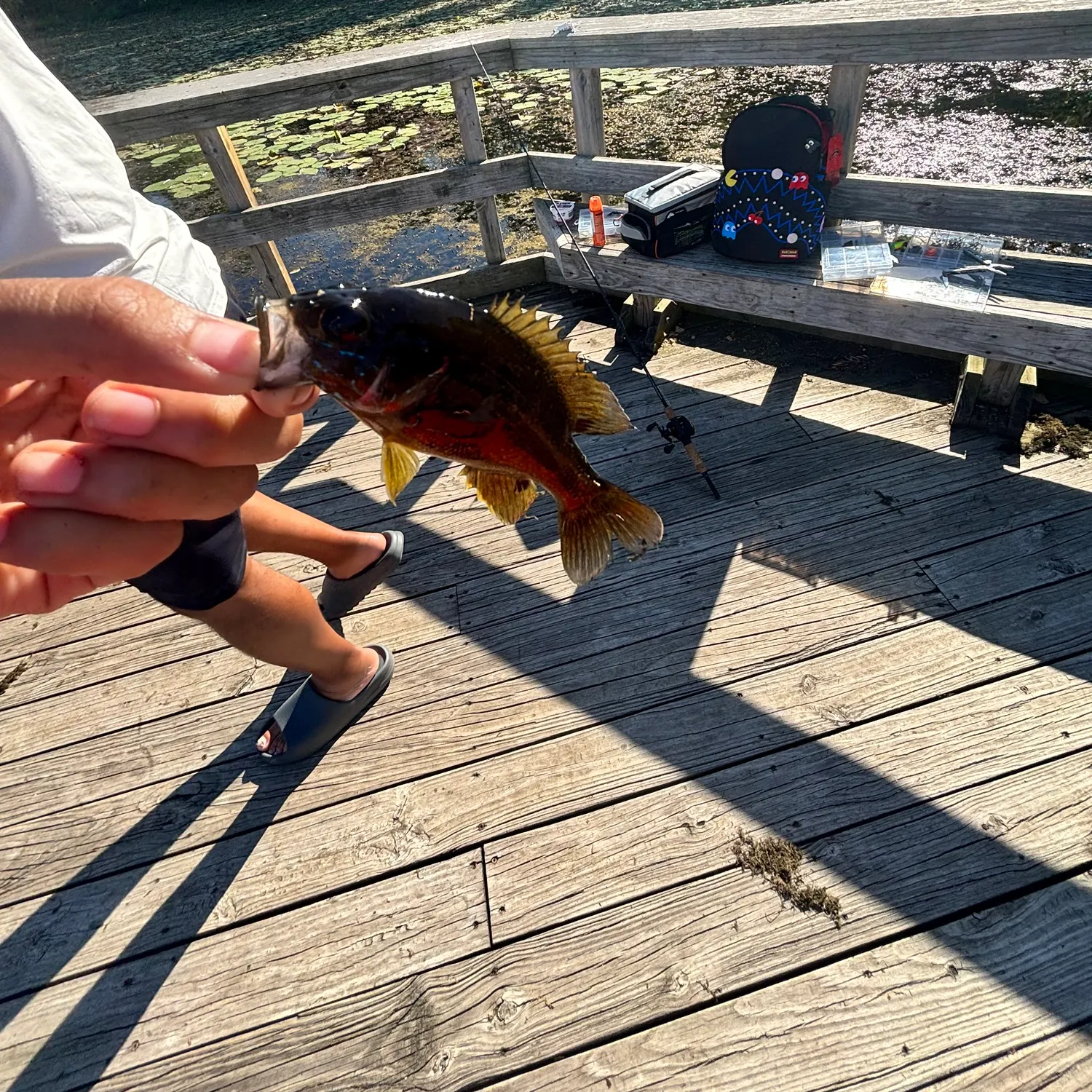 Bluegill caught on Fishbrain