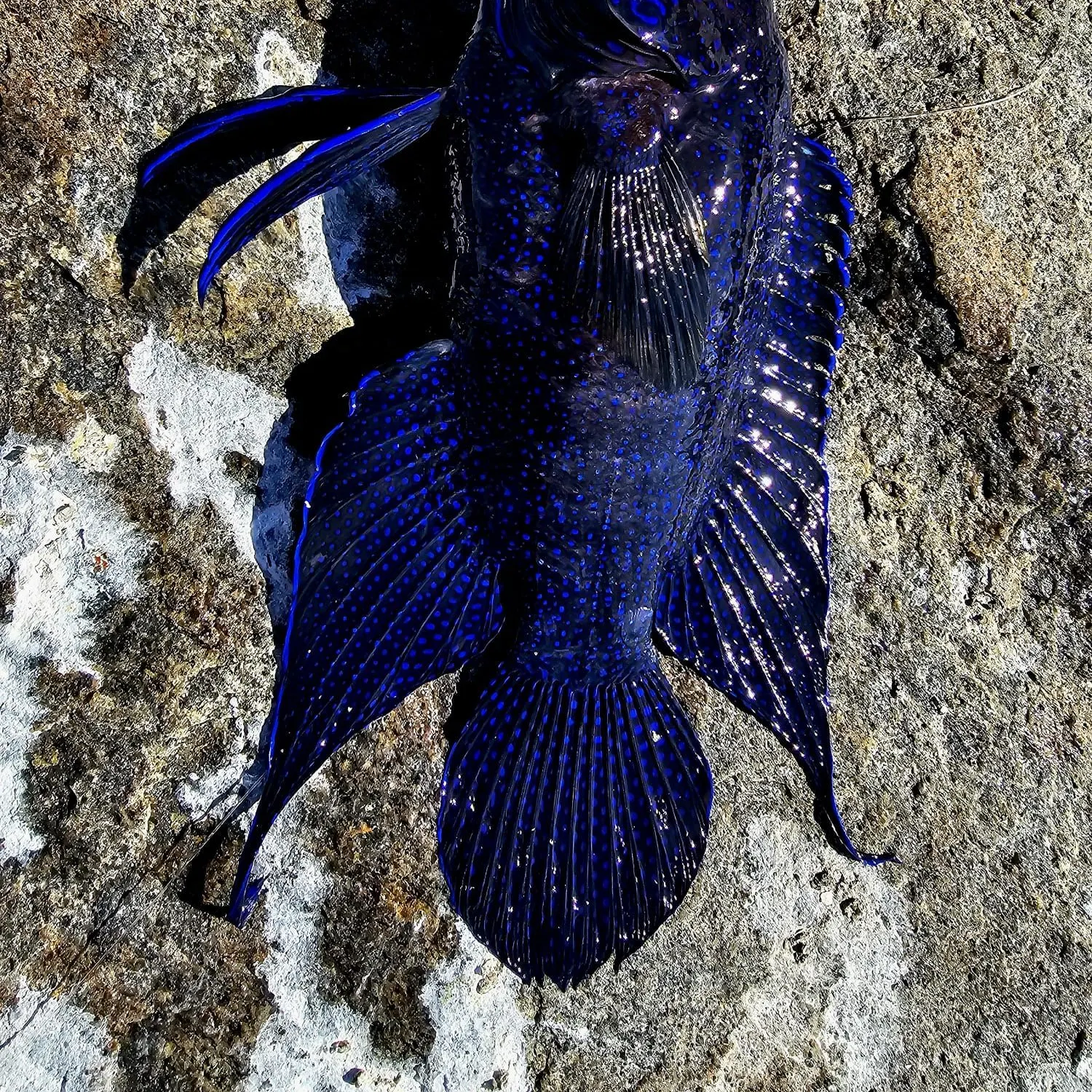 The most recent Western blue devil catches on Fishbrain