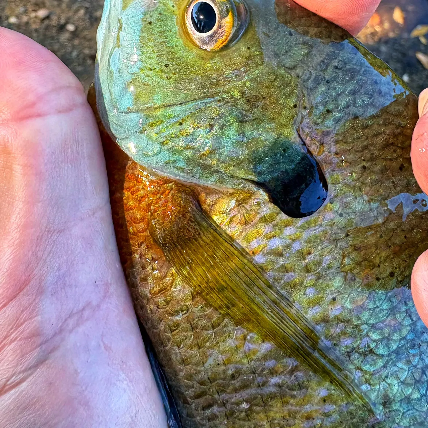 Bluegill caught on Fishbrain