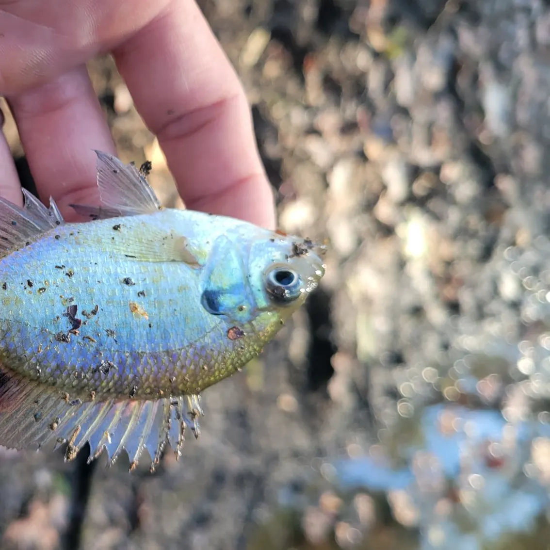 Bluegill caught on Fishbrain