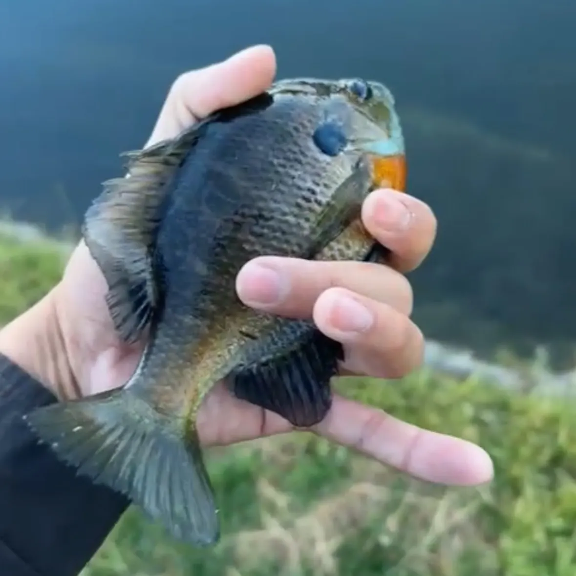 Bluegill caught on Fishbrain