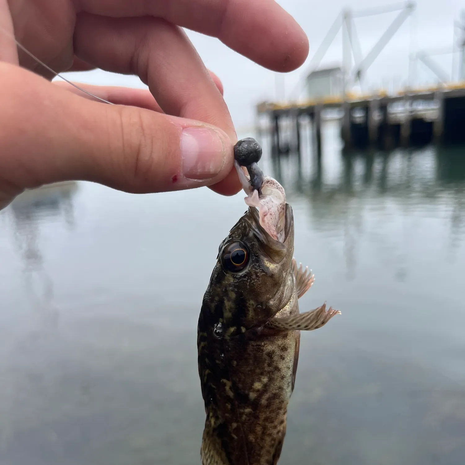 The most recent Grass rockfish catches on Fishbrain