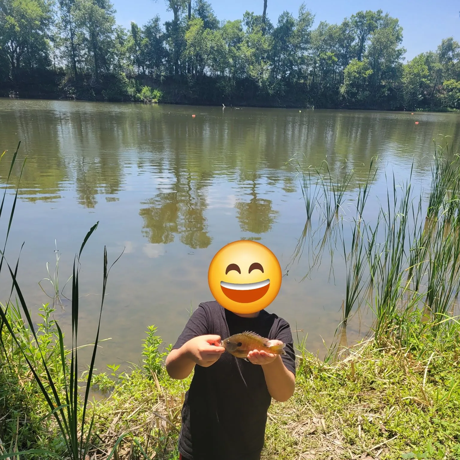 Bluegill caught on Fishbrain
