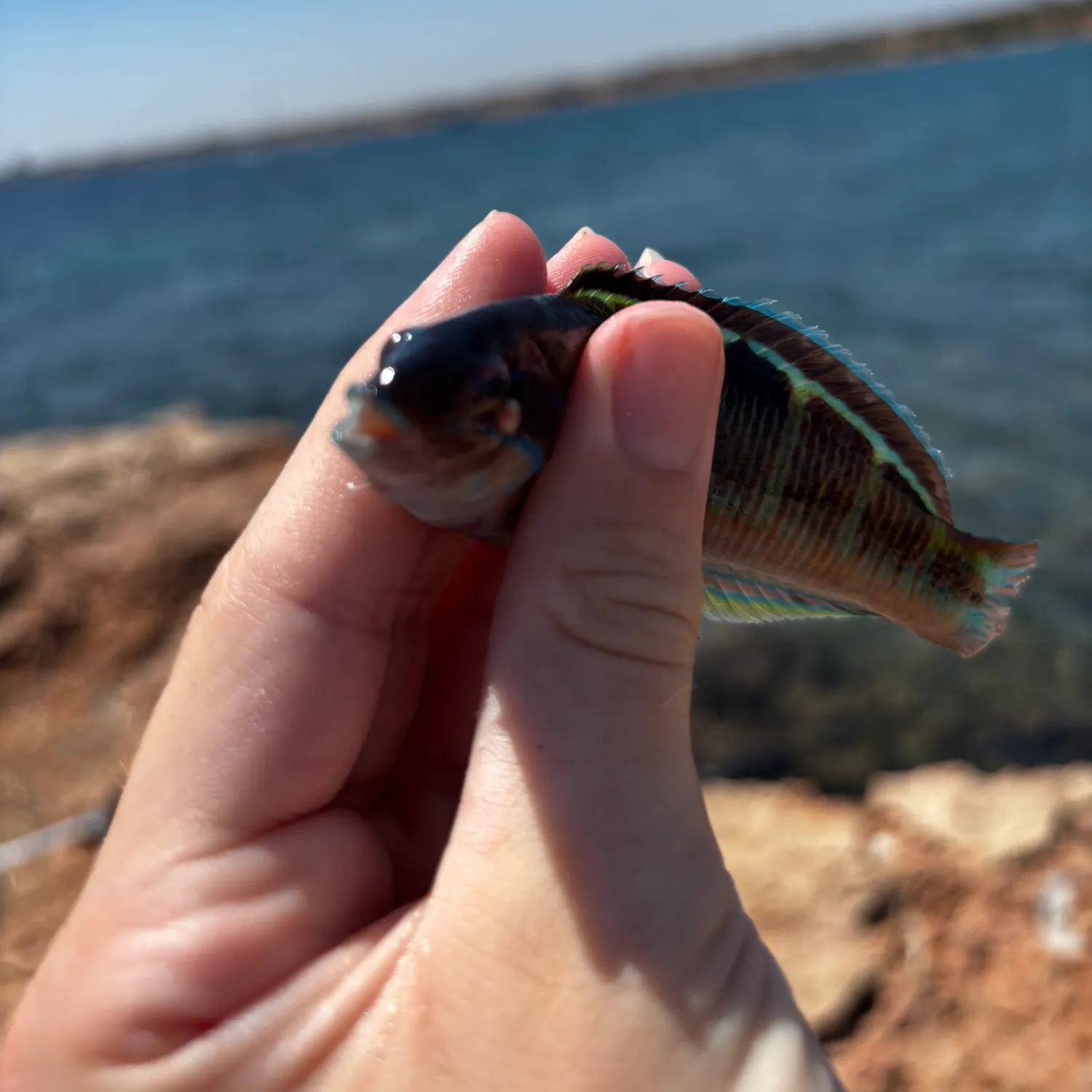 The most recent Mediterranean rainbow wrasse catches on Fishbrain