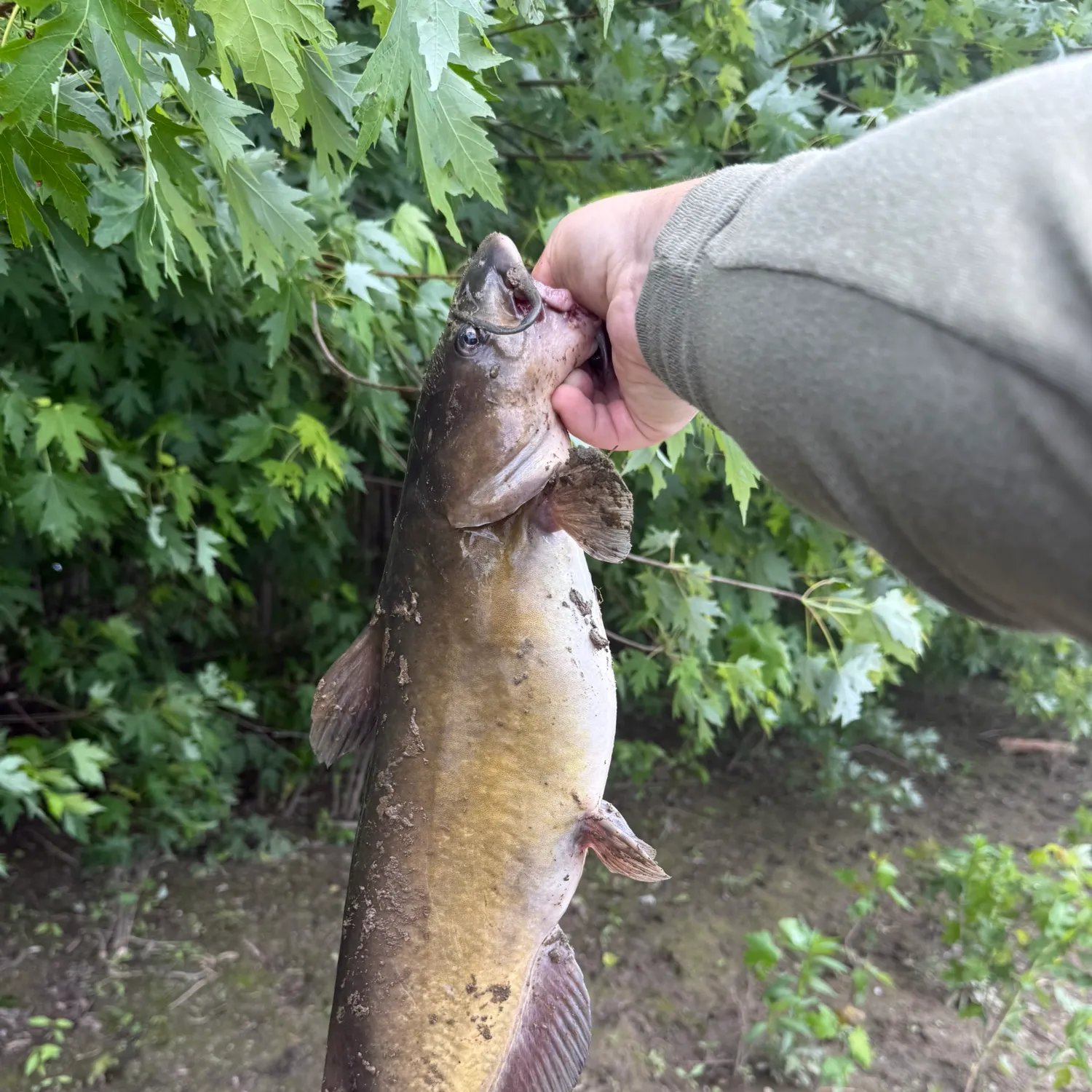 catch
