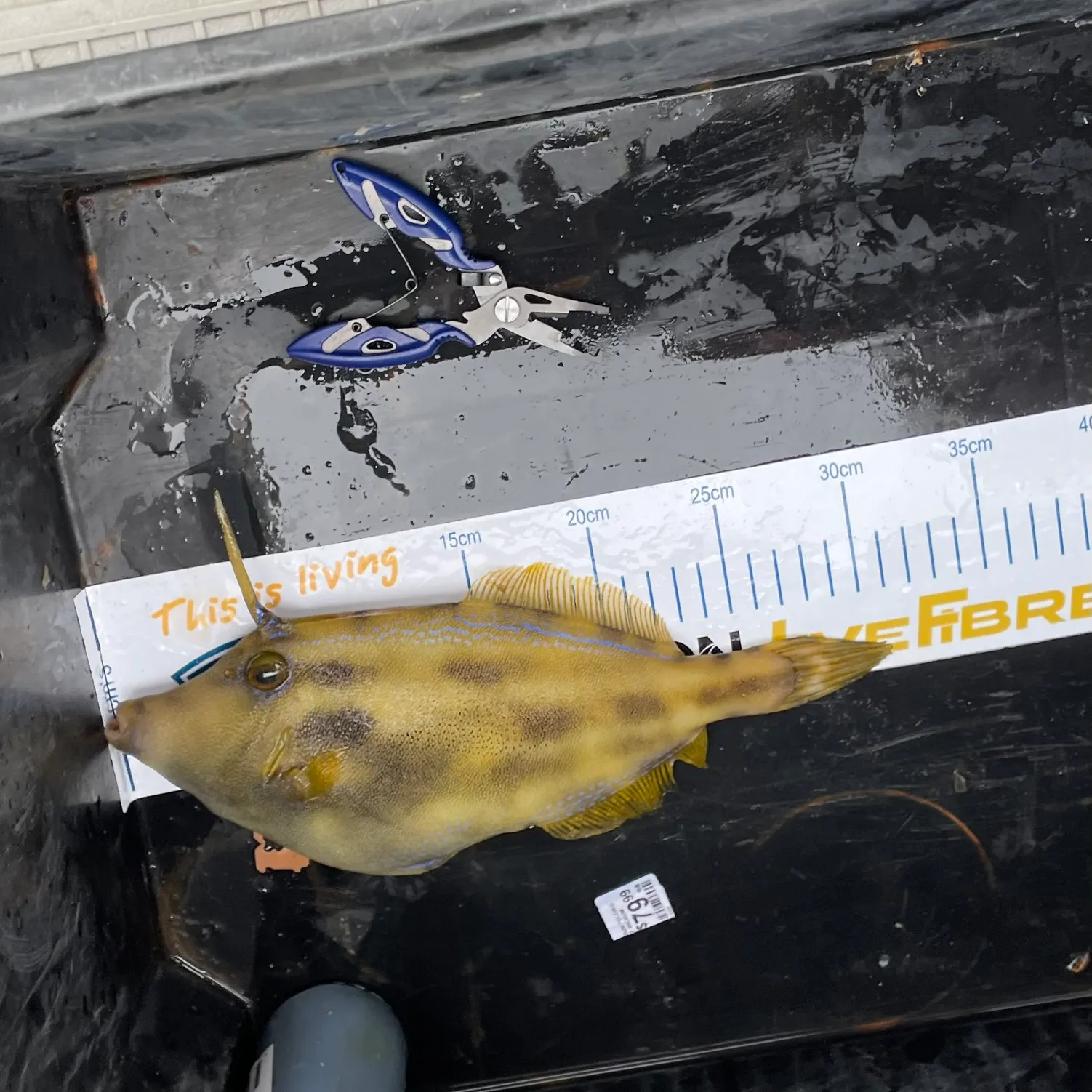 The most recent Yellowfin leatherjacket catches on Fishbrain