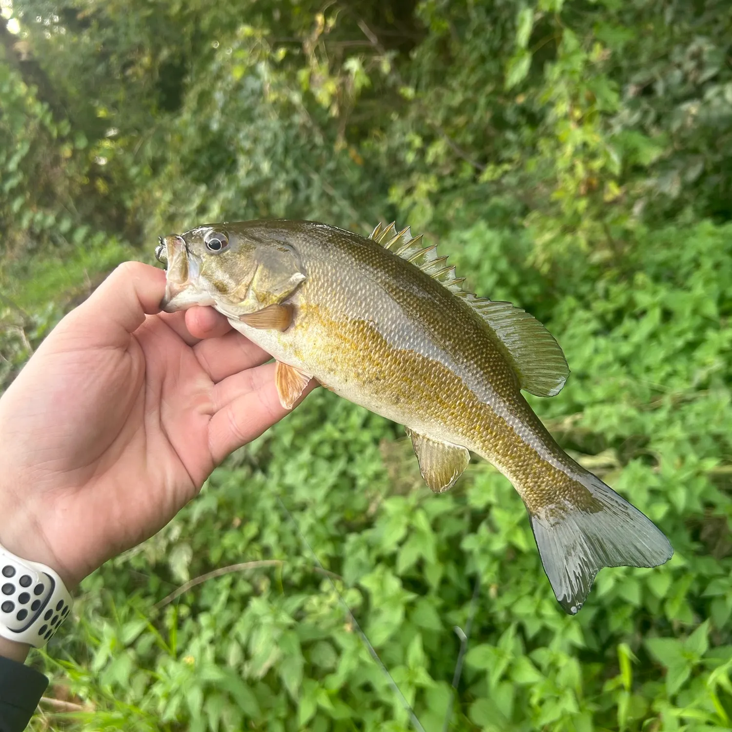 Smallmouth bass caught on Fishbrain