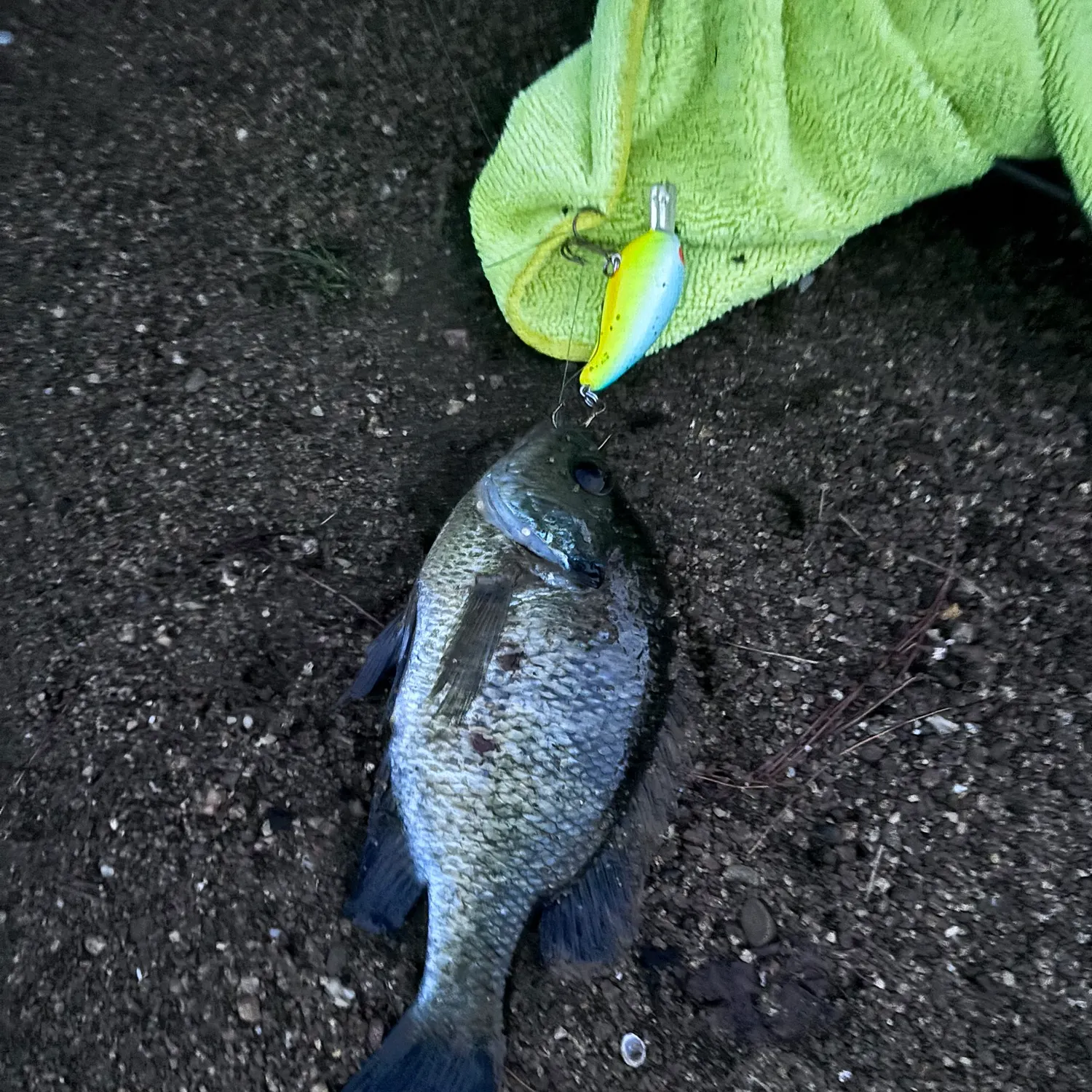 Bluegill caught on Fishbrain