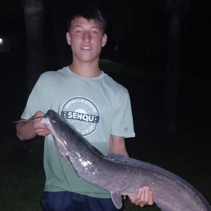 The most recent North African catfish catches on Fishbrain