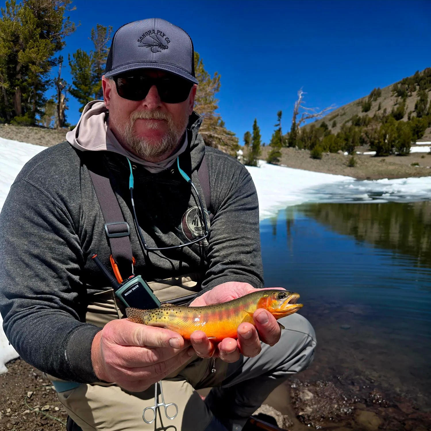 The most recent Golden trout catches on Fishbrain