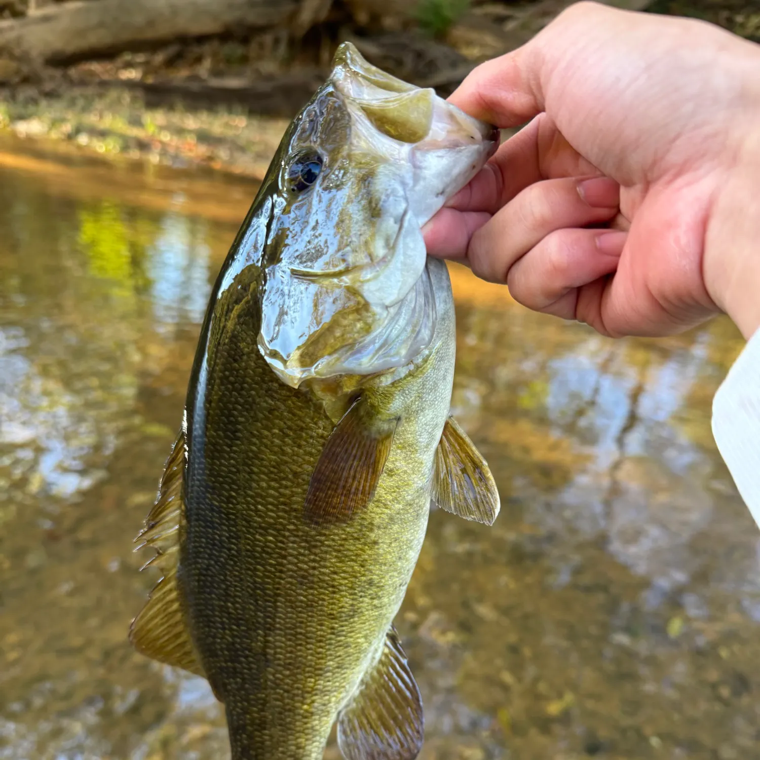 Smallmouth bass caught on Fishbrain