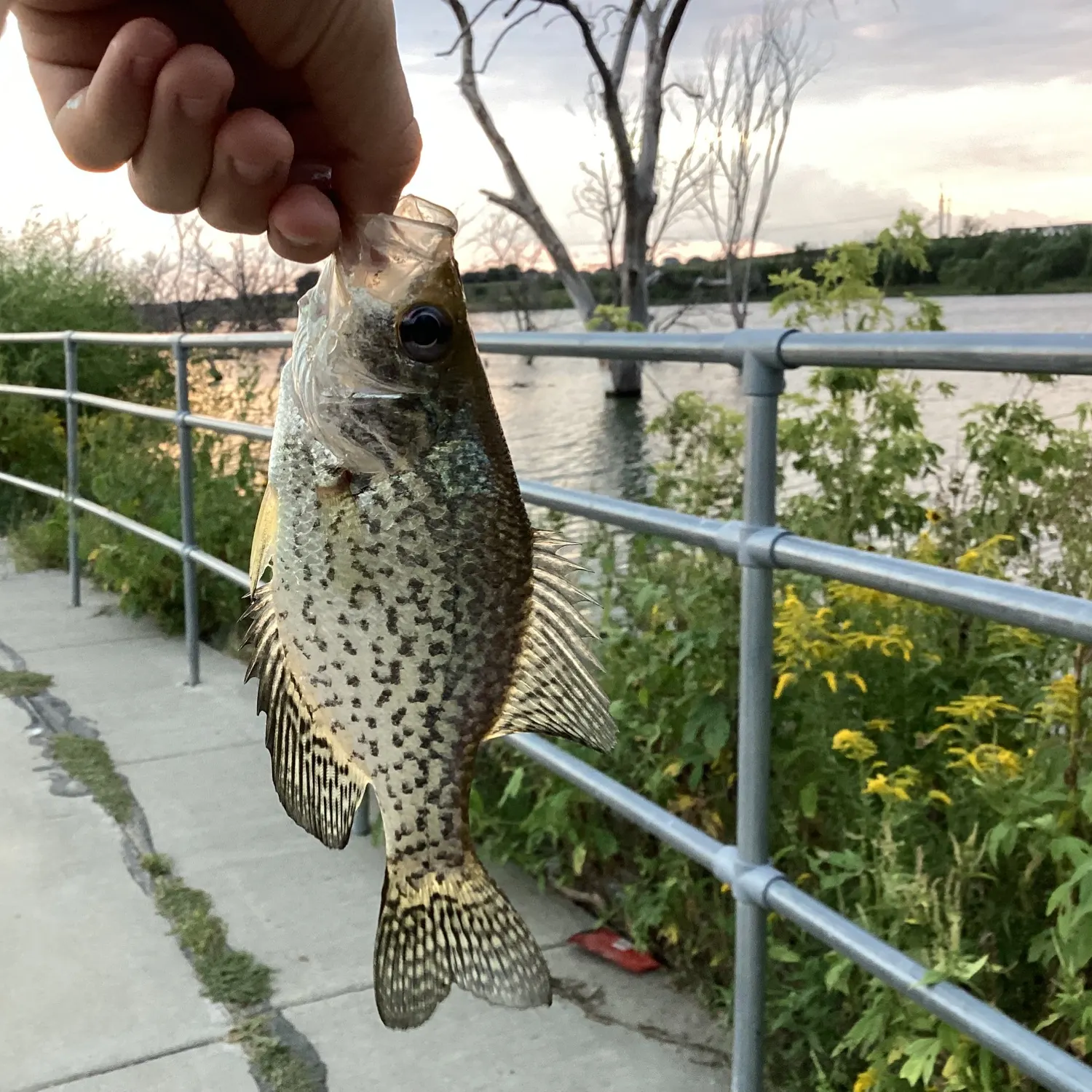 Black crappie caught on Fishbrain