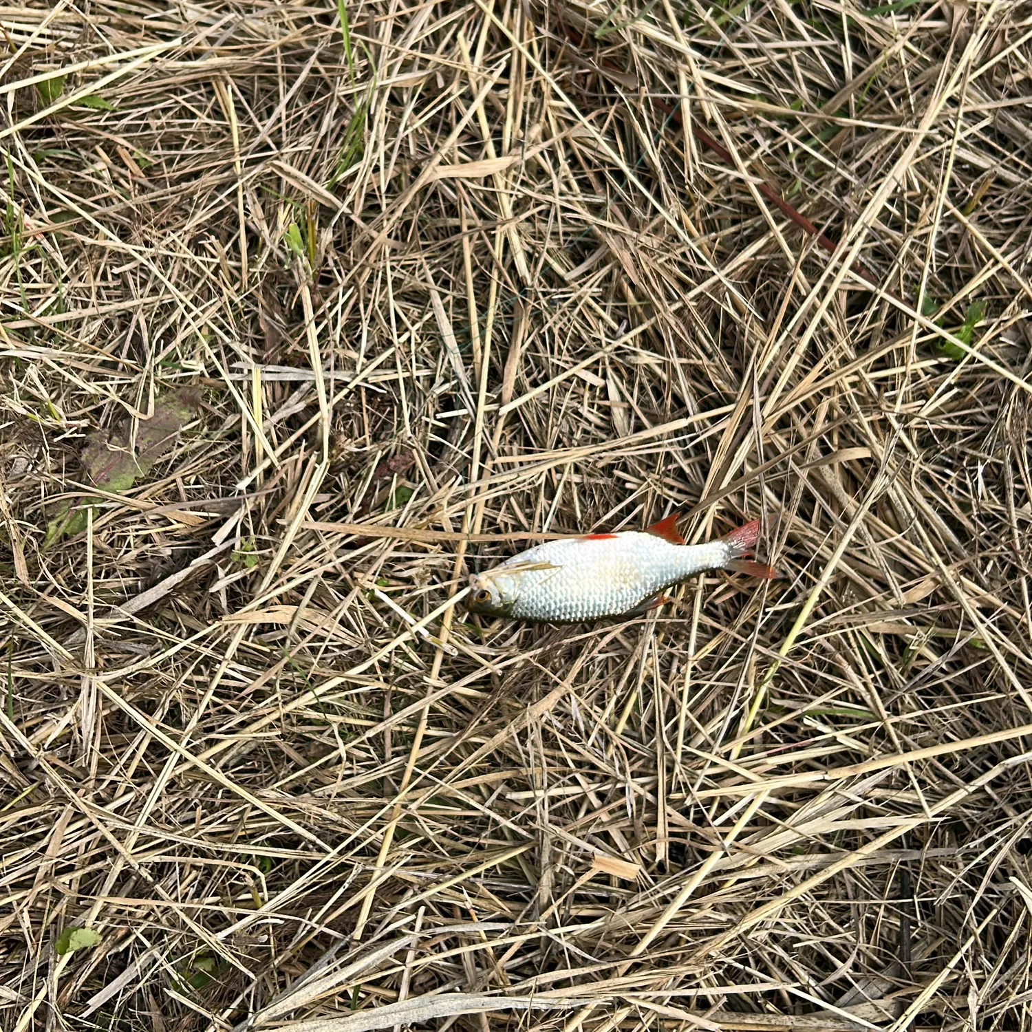 Common rudd caught on Fishbrain