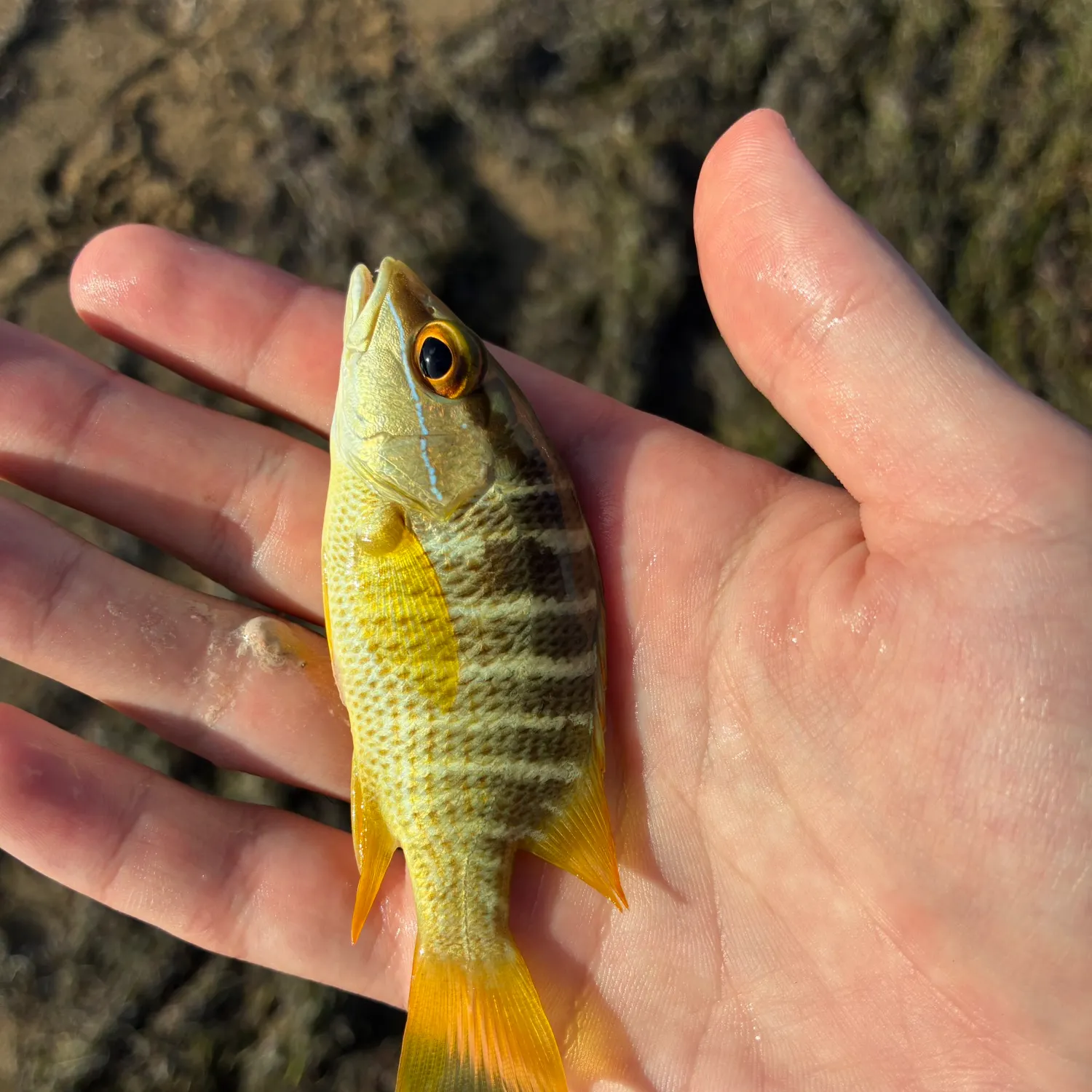 The most recent Schoolmaster snapper catches on Fishbrain