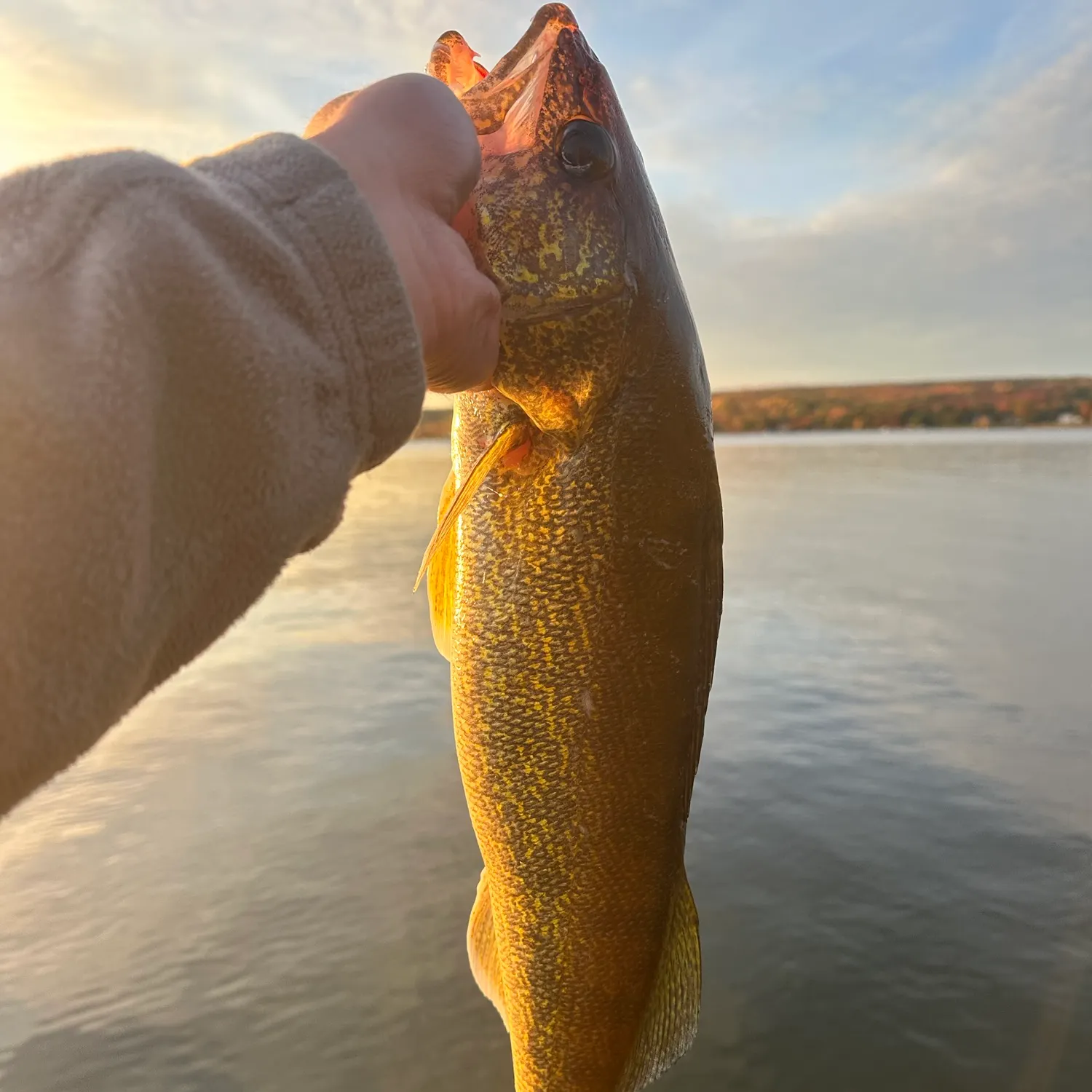 Walleye caught on Fishbrain