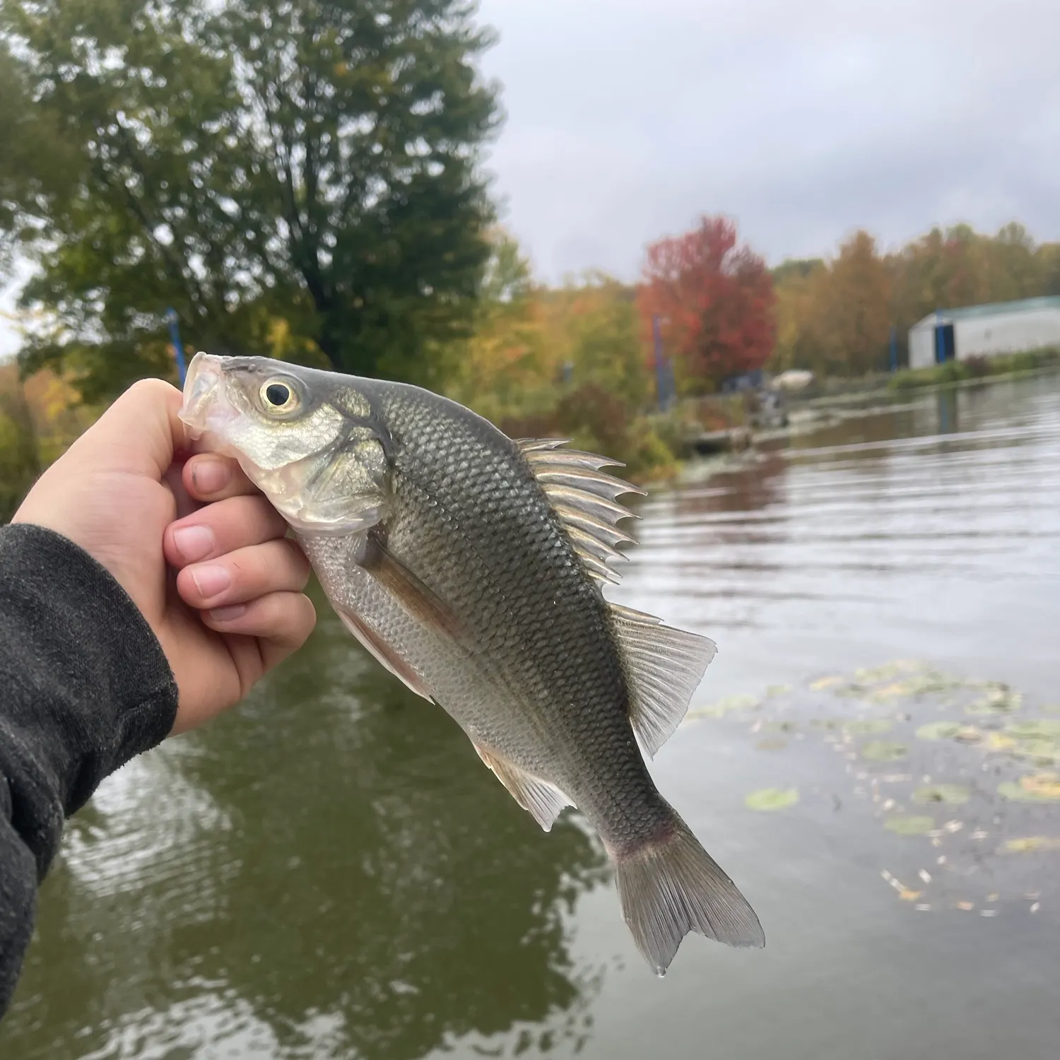 White perch caught on Fishbrain
