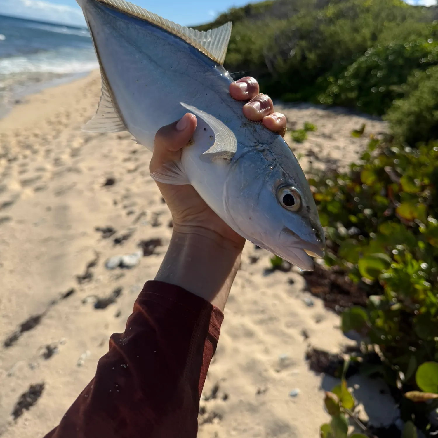 The most recent Bar jack catches on Fishbrain