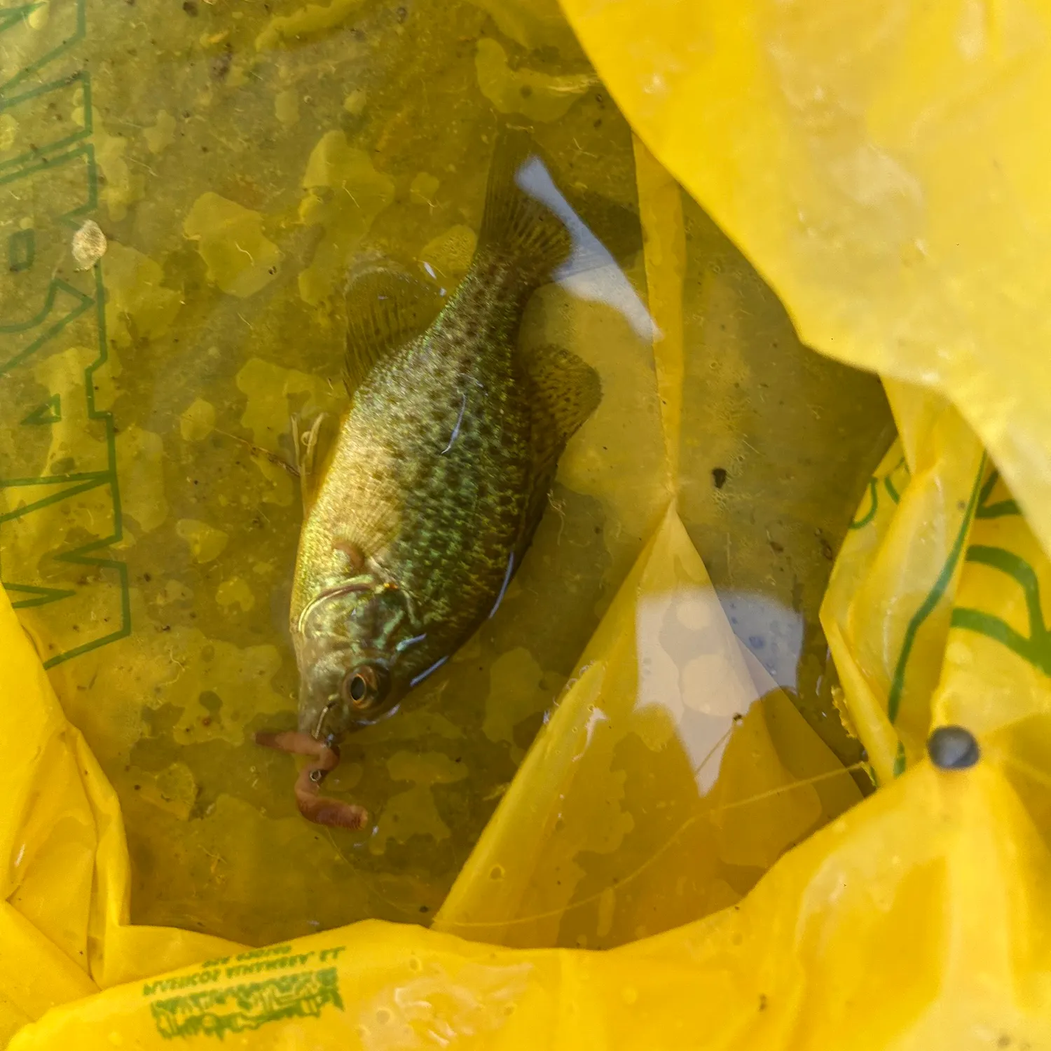 Pumpkinseed caught on Fishbrain