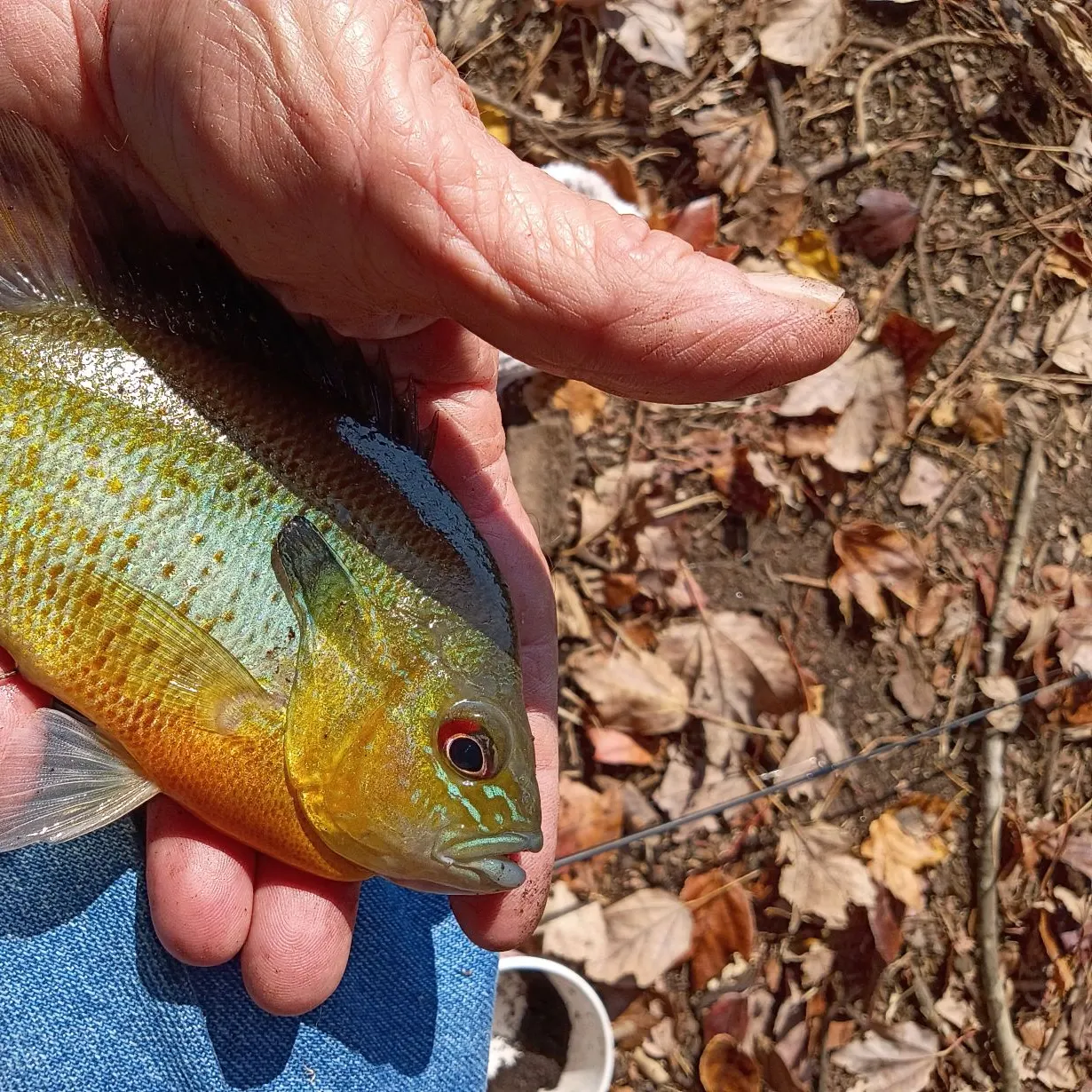 Redbreast sunfish caught on Fishbrain