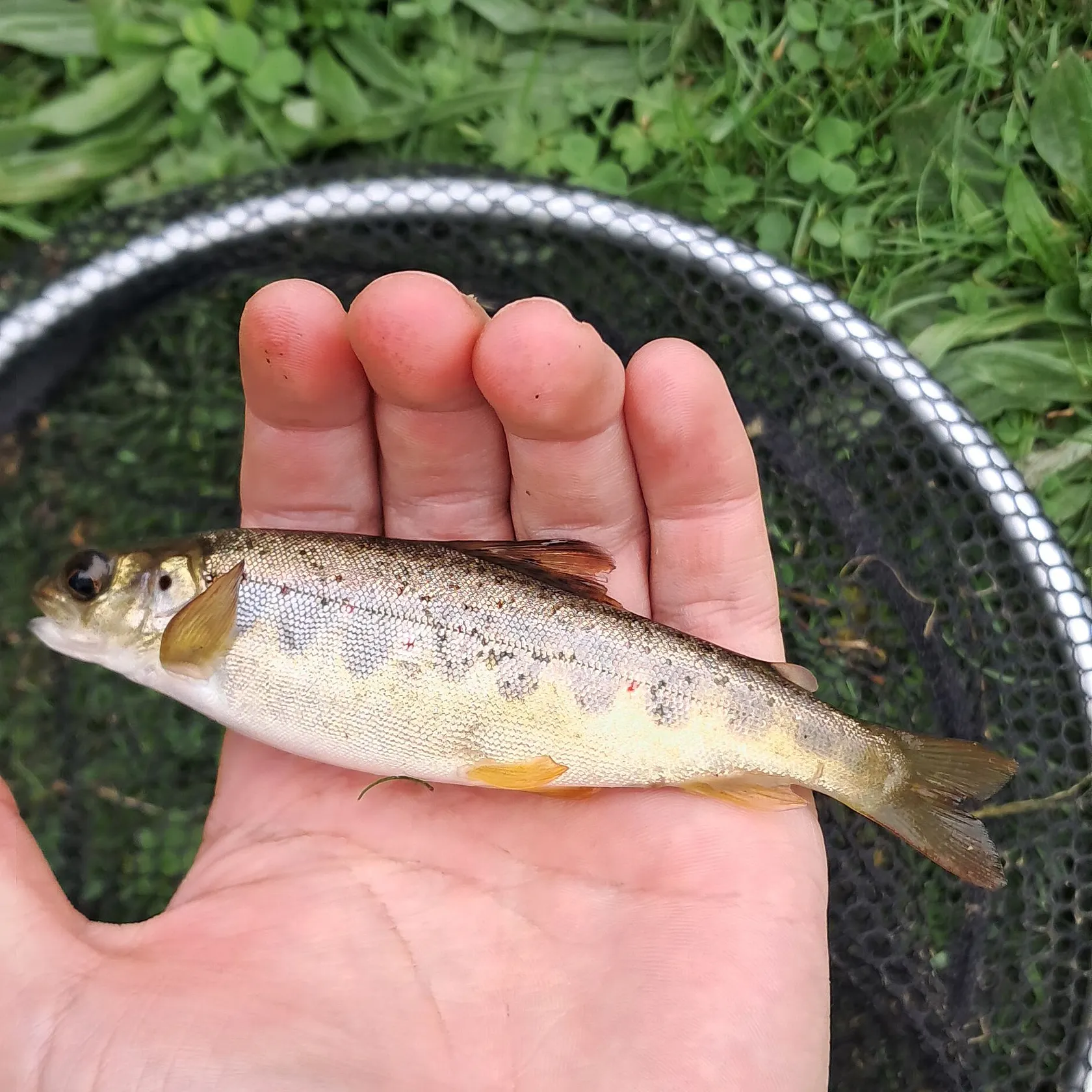 Atlantic salmon caught on Fishbrain