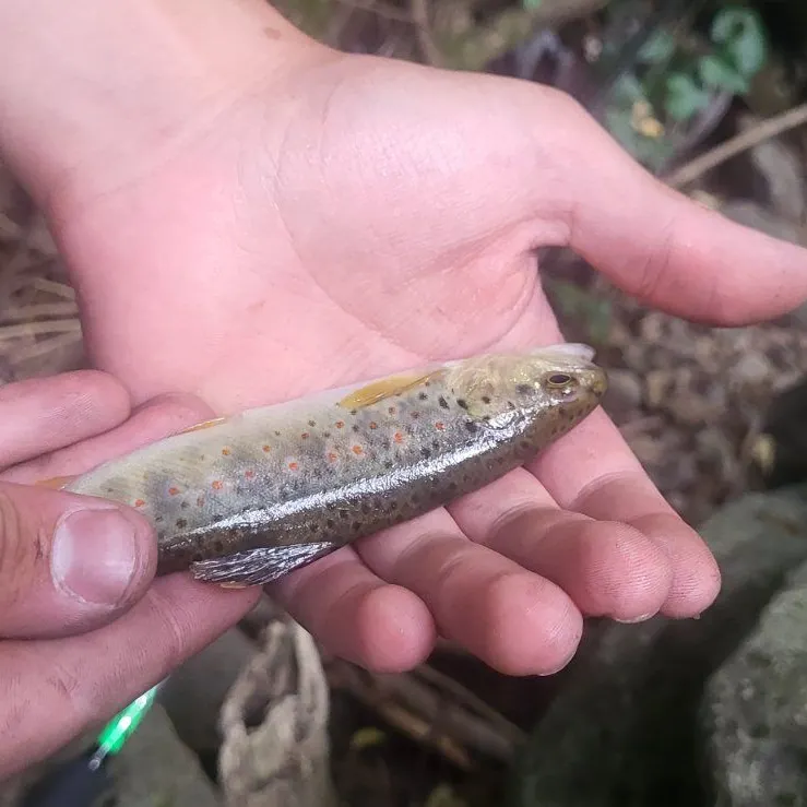 Brown trout caught on Fishbrain