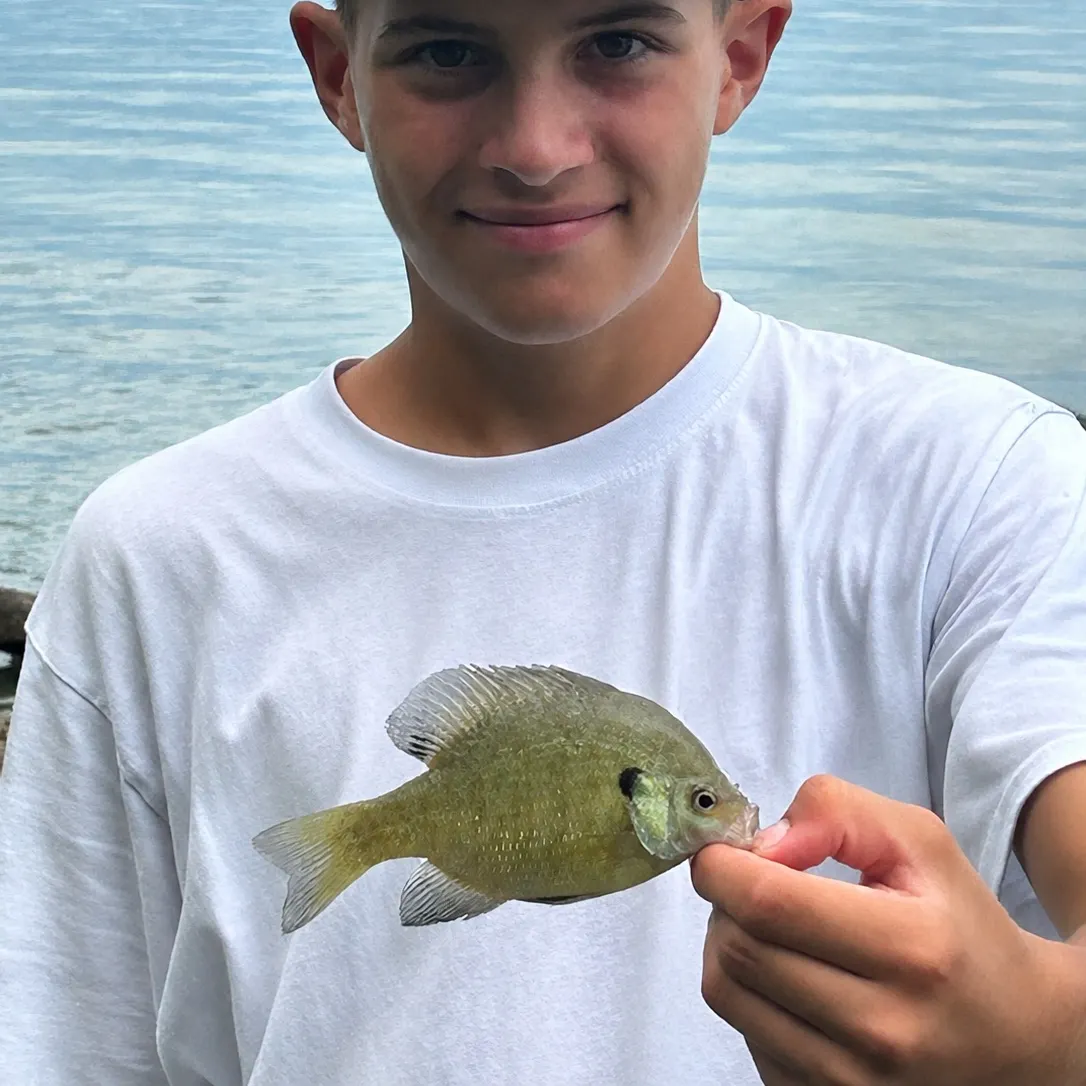 Bluegill caught on Fishbrain