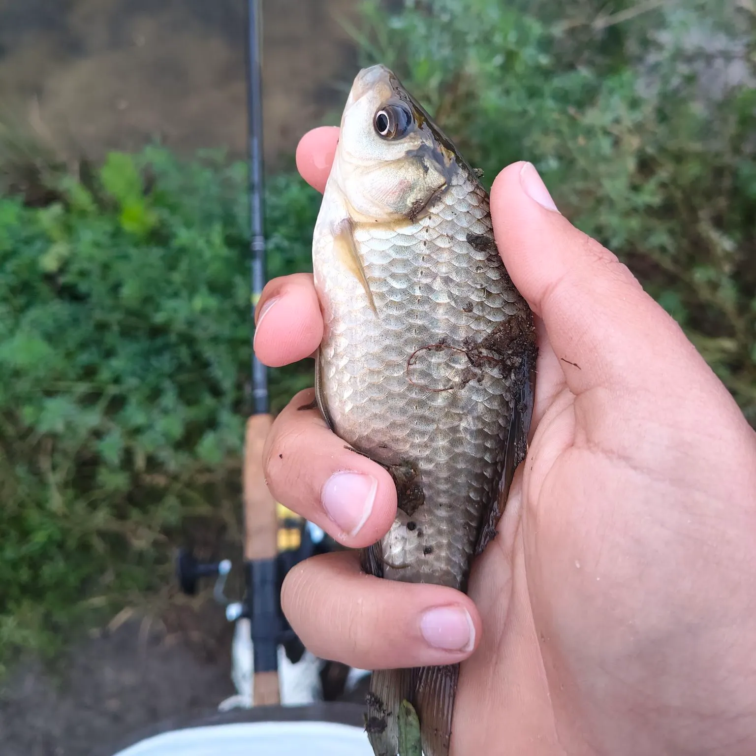 Prussian carp caught on Fishbrain