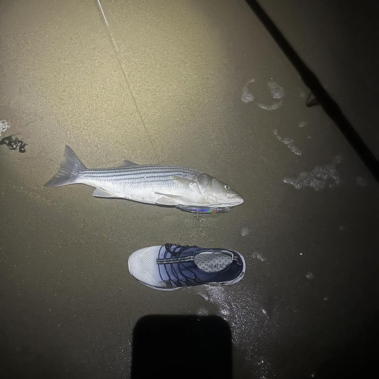 Striped bass caught on Fishbrain