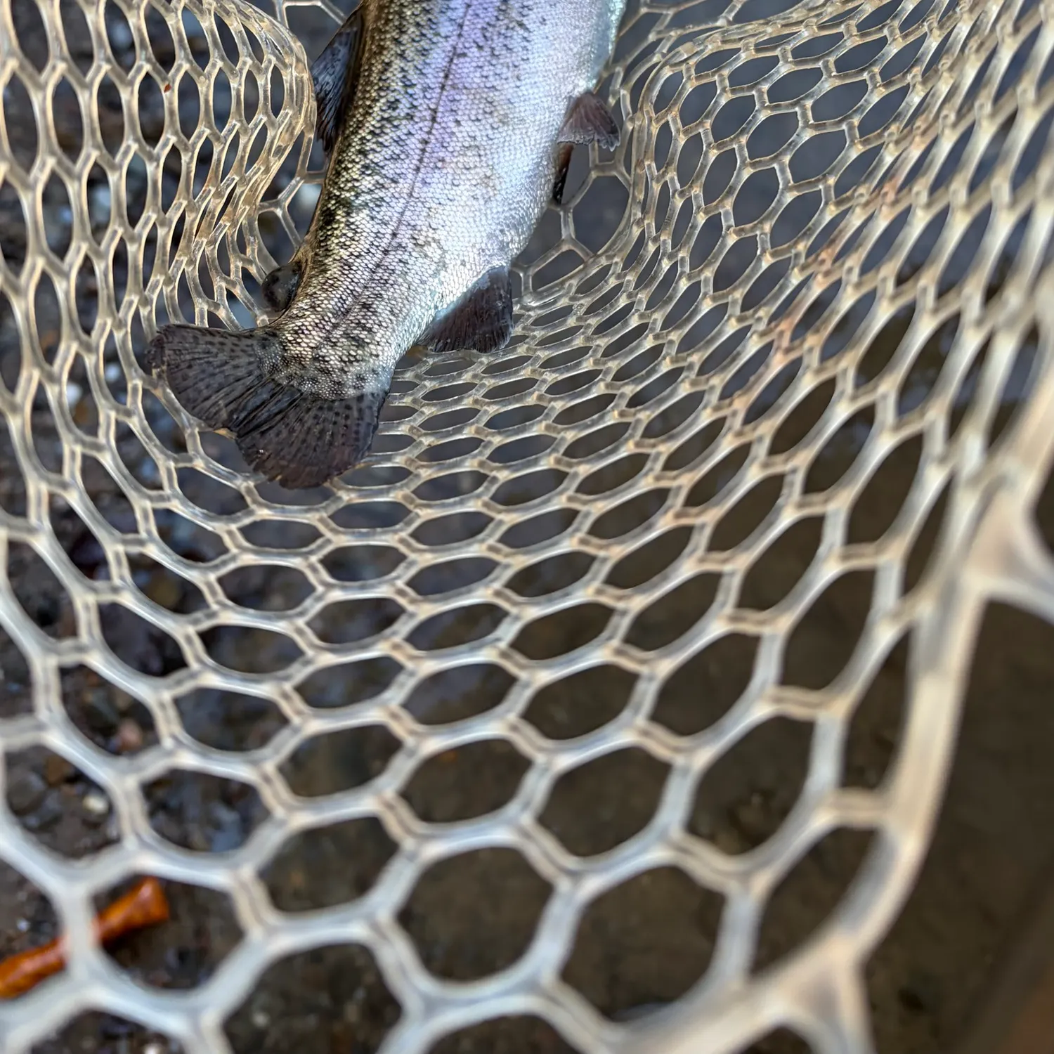 Rainbow trout caught on Fishbrain