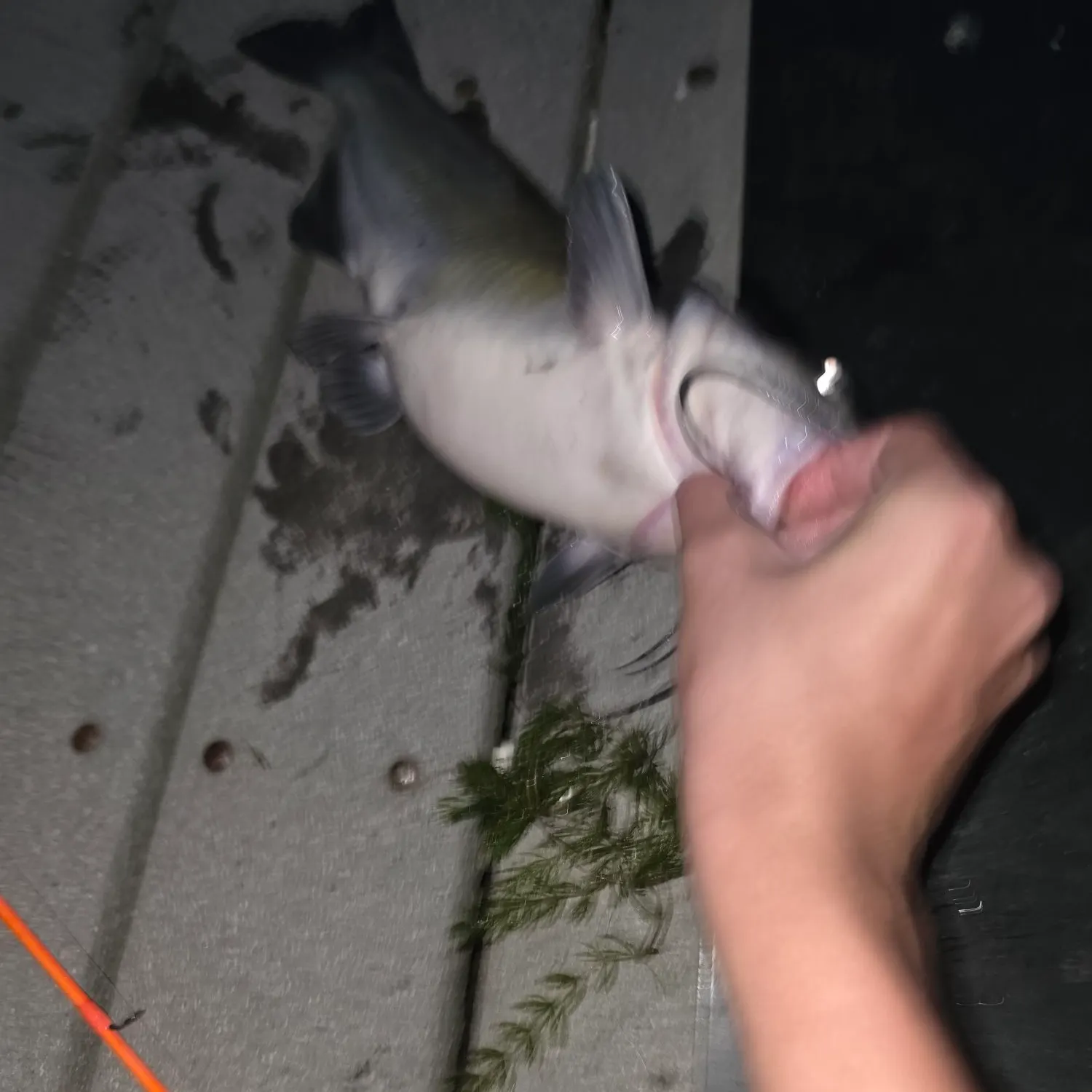 Channel catfish caught on Fishbrain