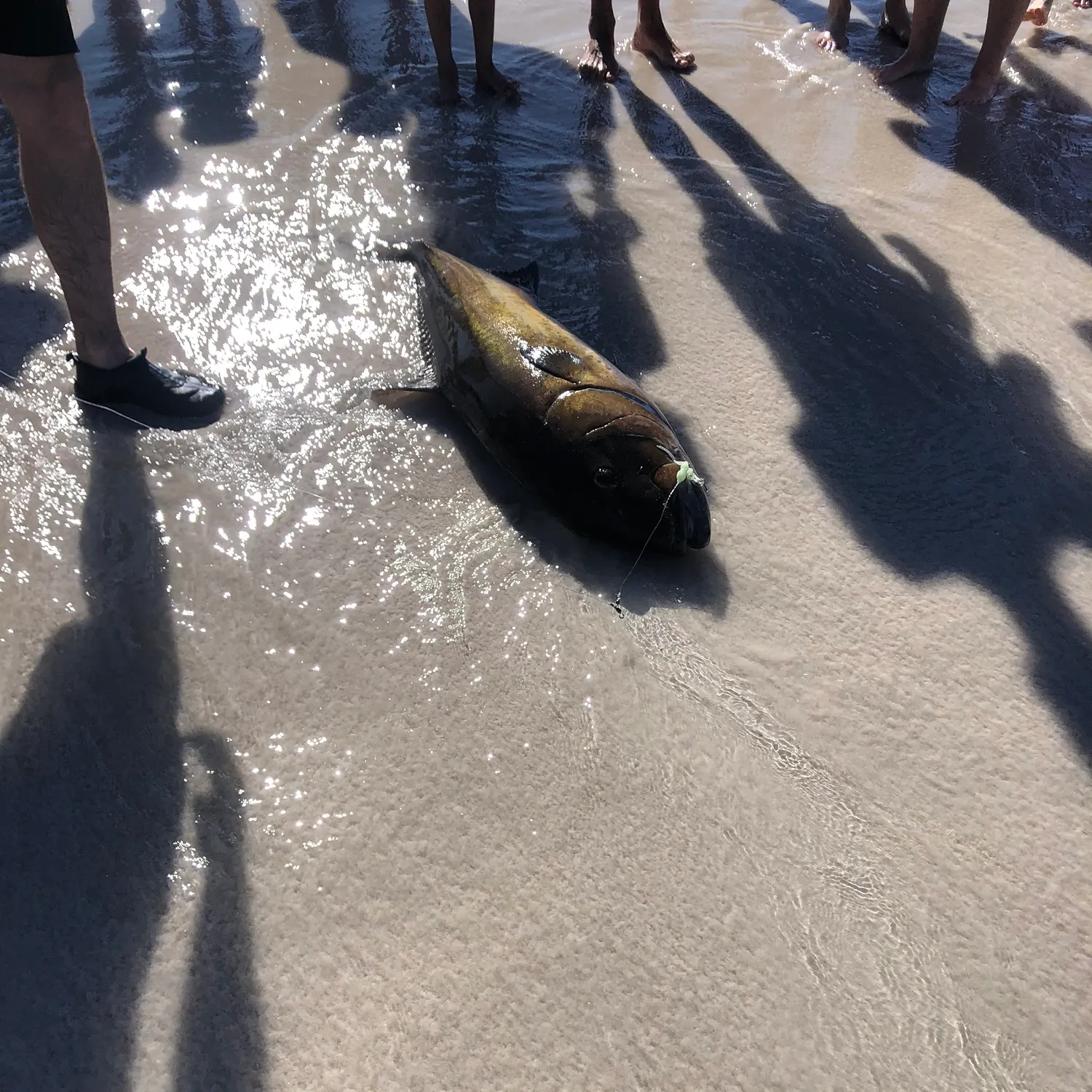 The most recent Samsonfish catches on Fishbrain