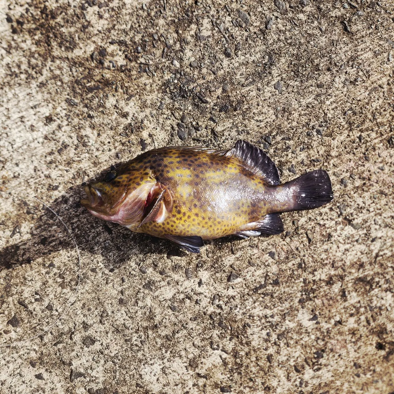 The most recent Eastern wirrah catches on Fishbrain