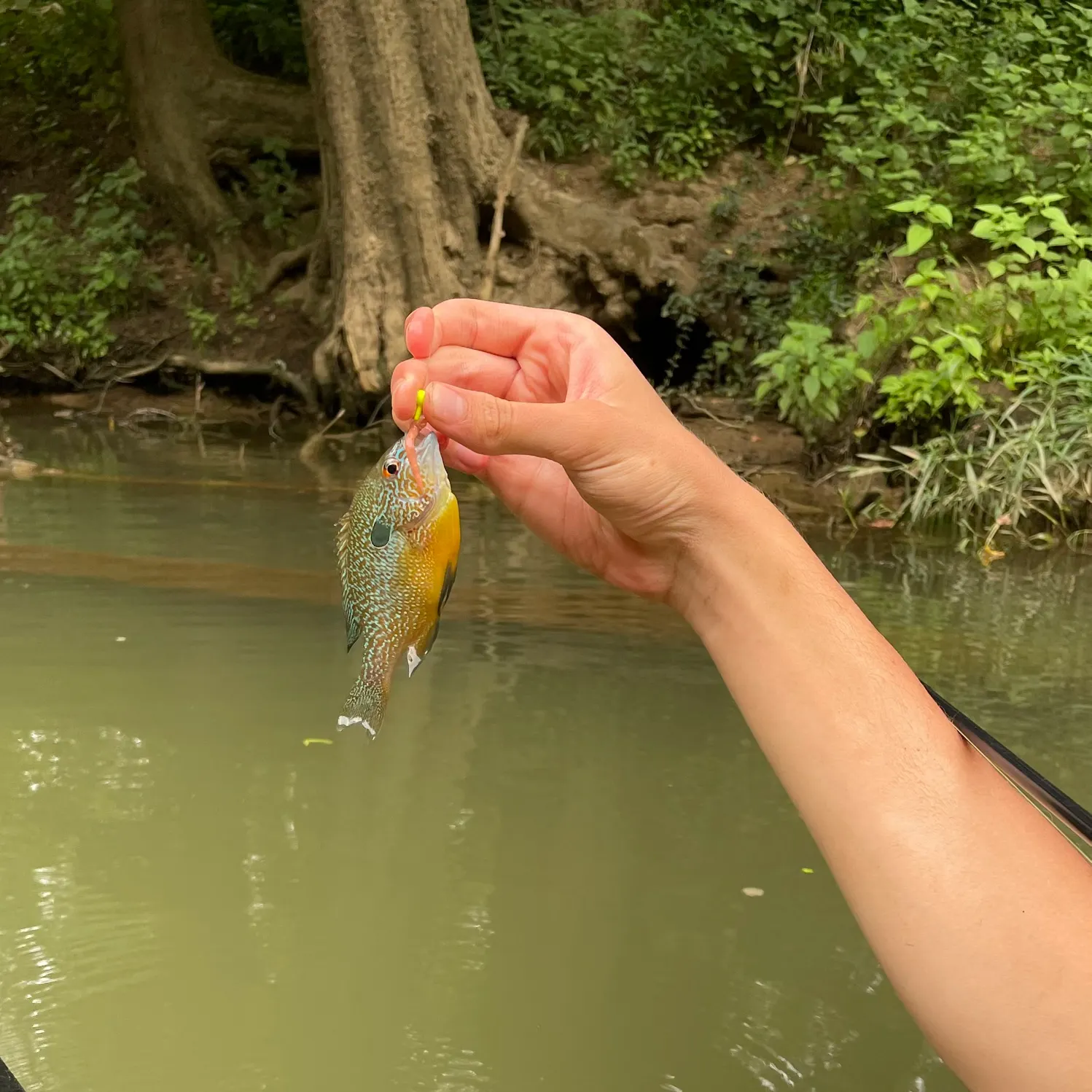Longear sunfish caught on Fishbrain