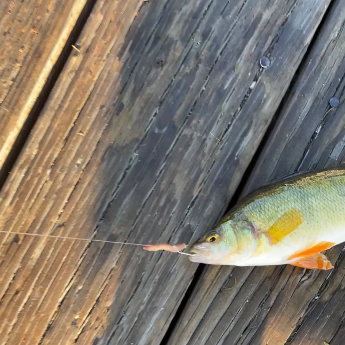 Yellow perch caught on Fishbrain