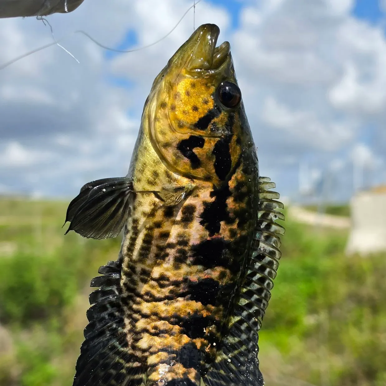The most recent Jaguar cichlid catches on Fishbrain