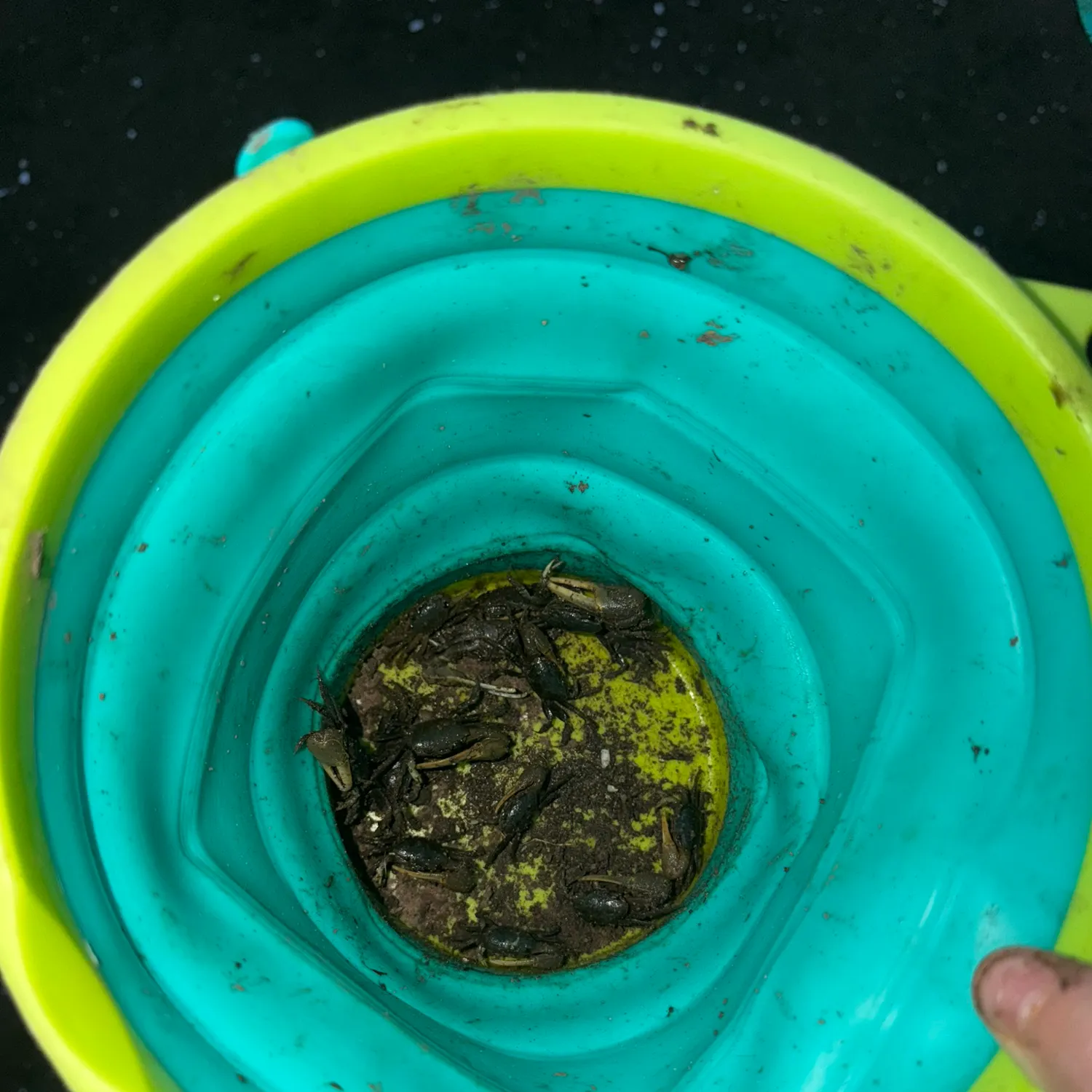 Mud fiddler crab caught on Fishbrain