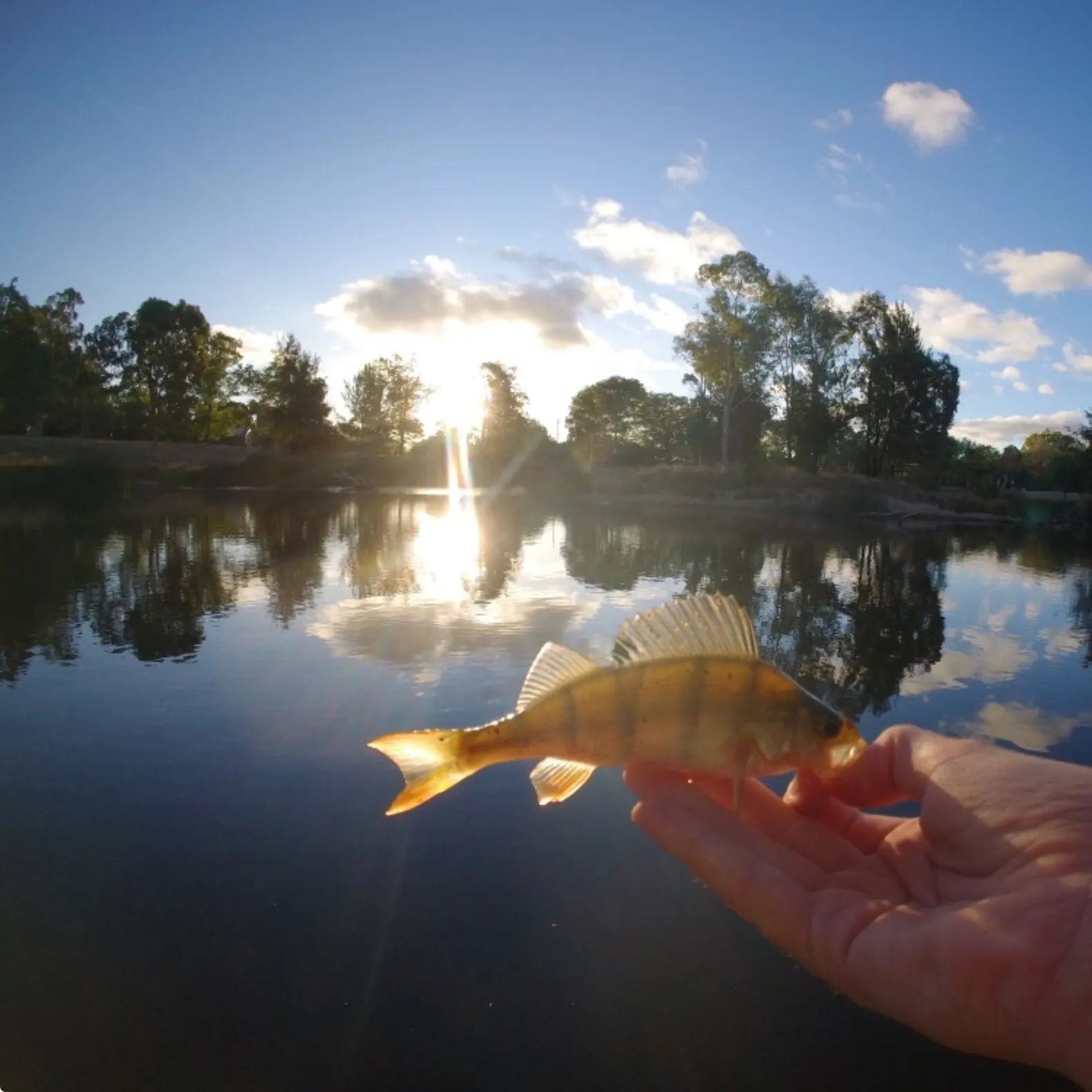 The most recent European perch catches on Fishbrain