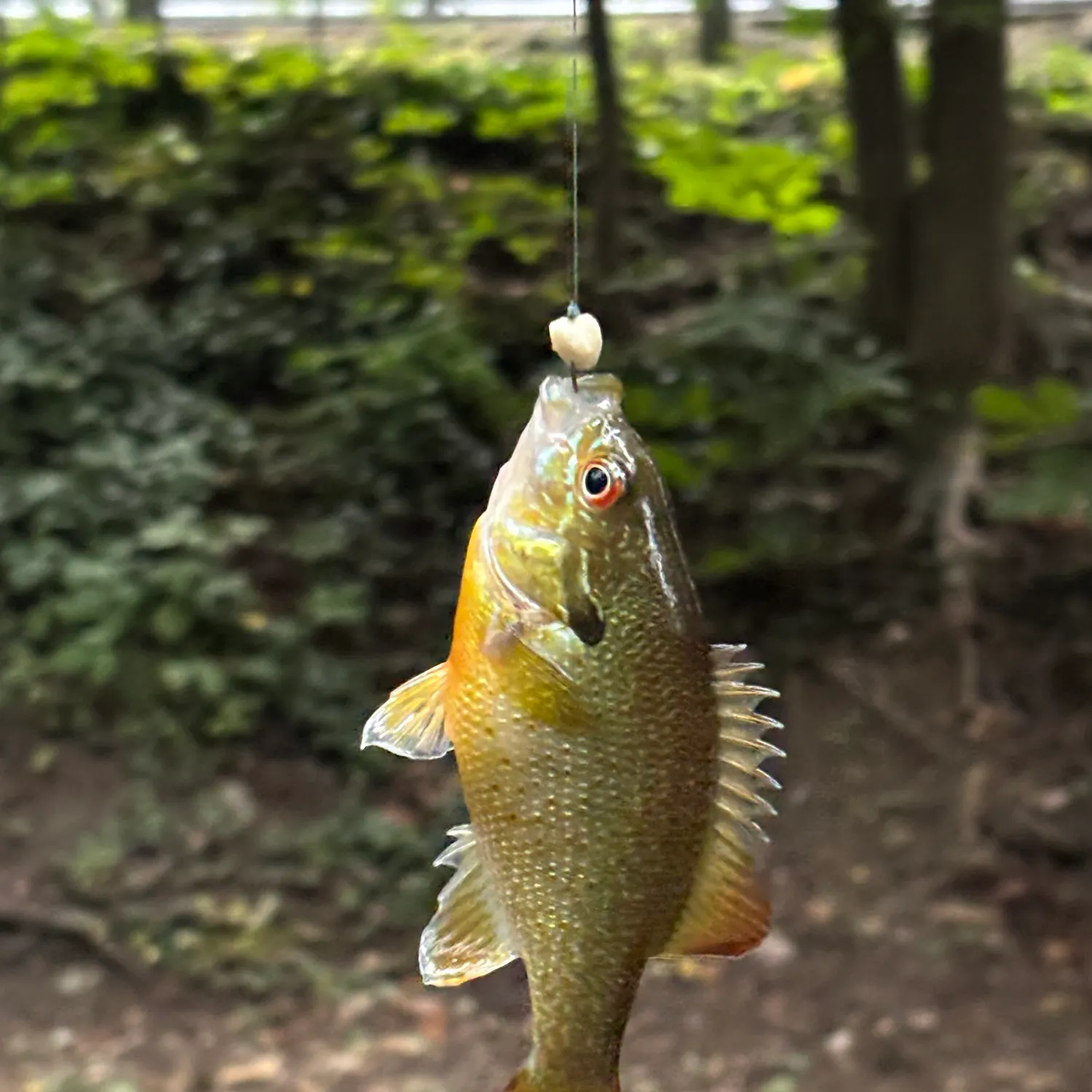 Redbreast sunfish caught on Fishbrain