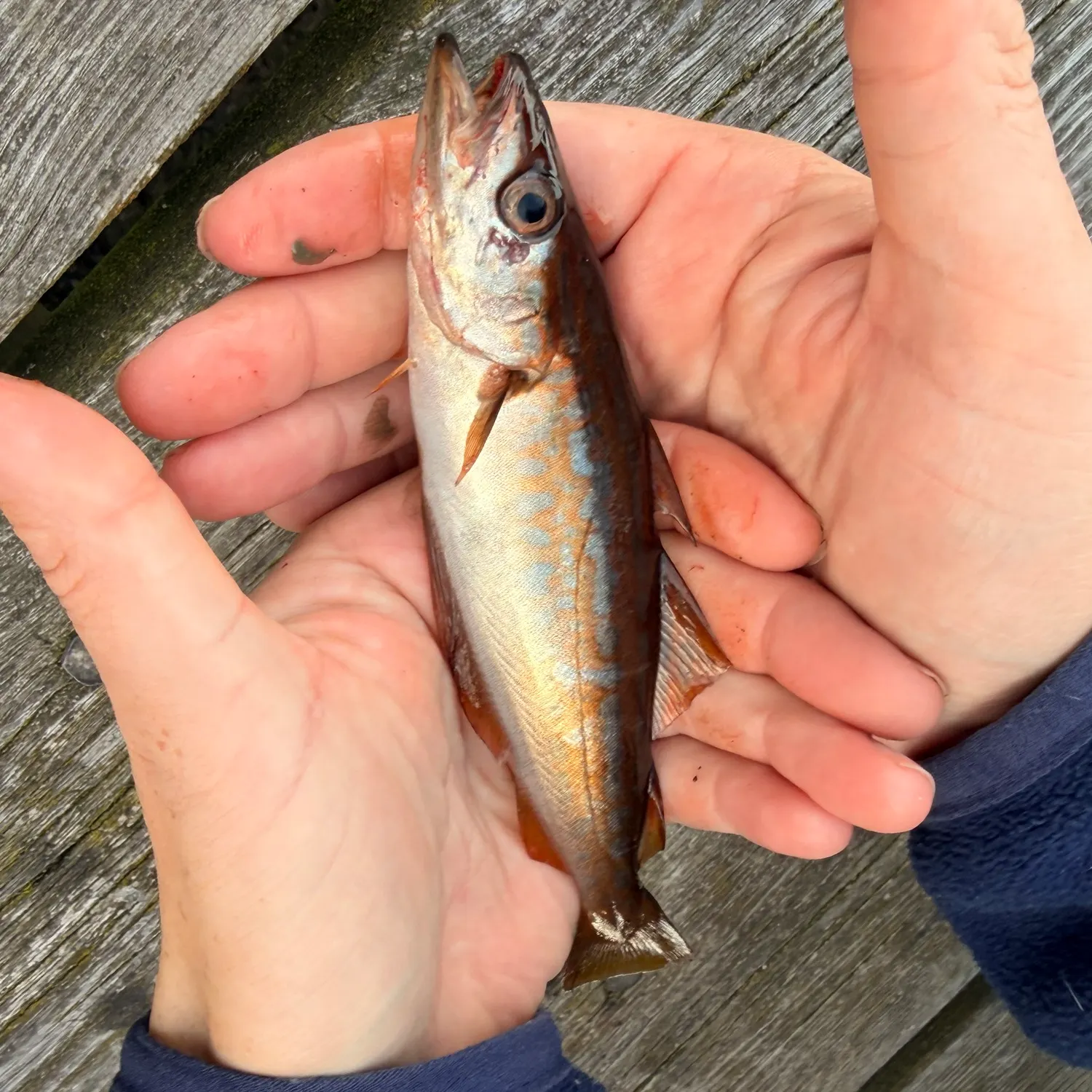 Pollack caught on Fishbrain