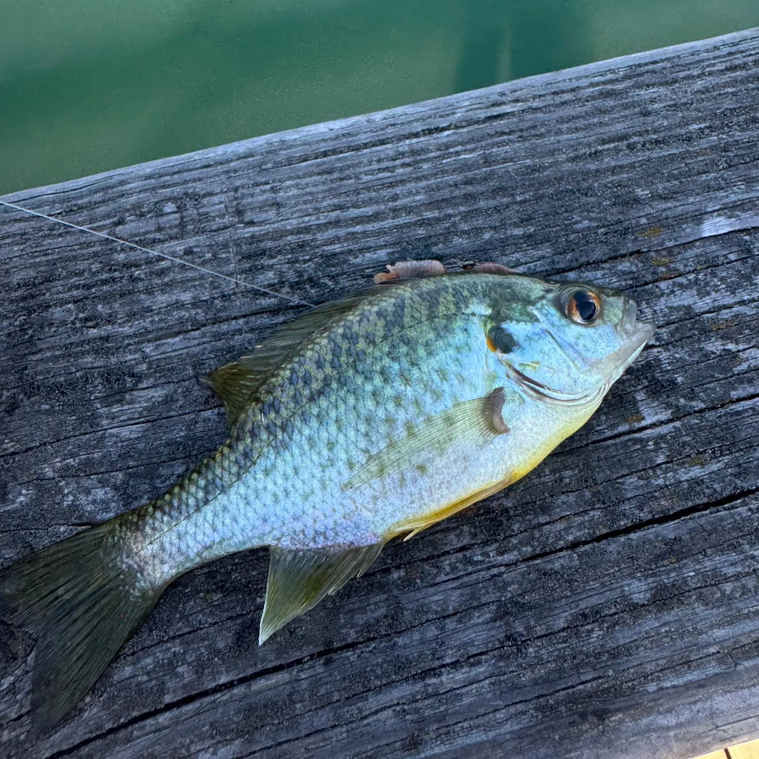 Bluegill caught on Fishbrain