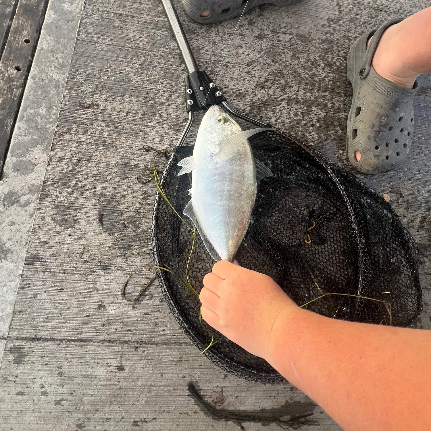 The most recent Silver trevally catches on Fishbrain